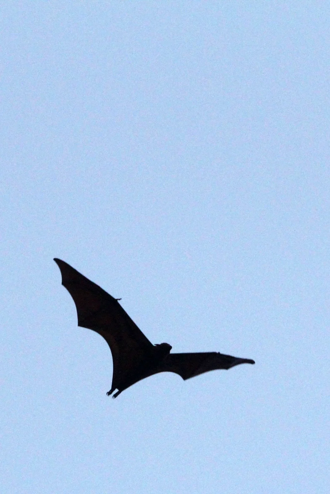 Pteropus vampyrus - LARGE FLYING FOX - UJUNG KULON NATIONAL PARK JAVA BARAT INDONESIA (26).JPG