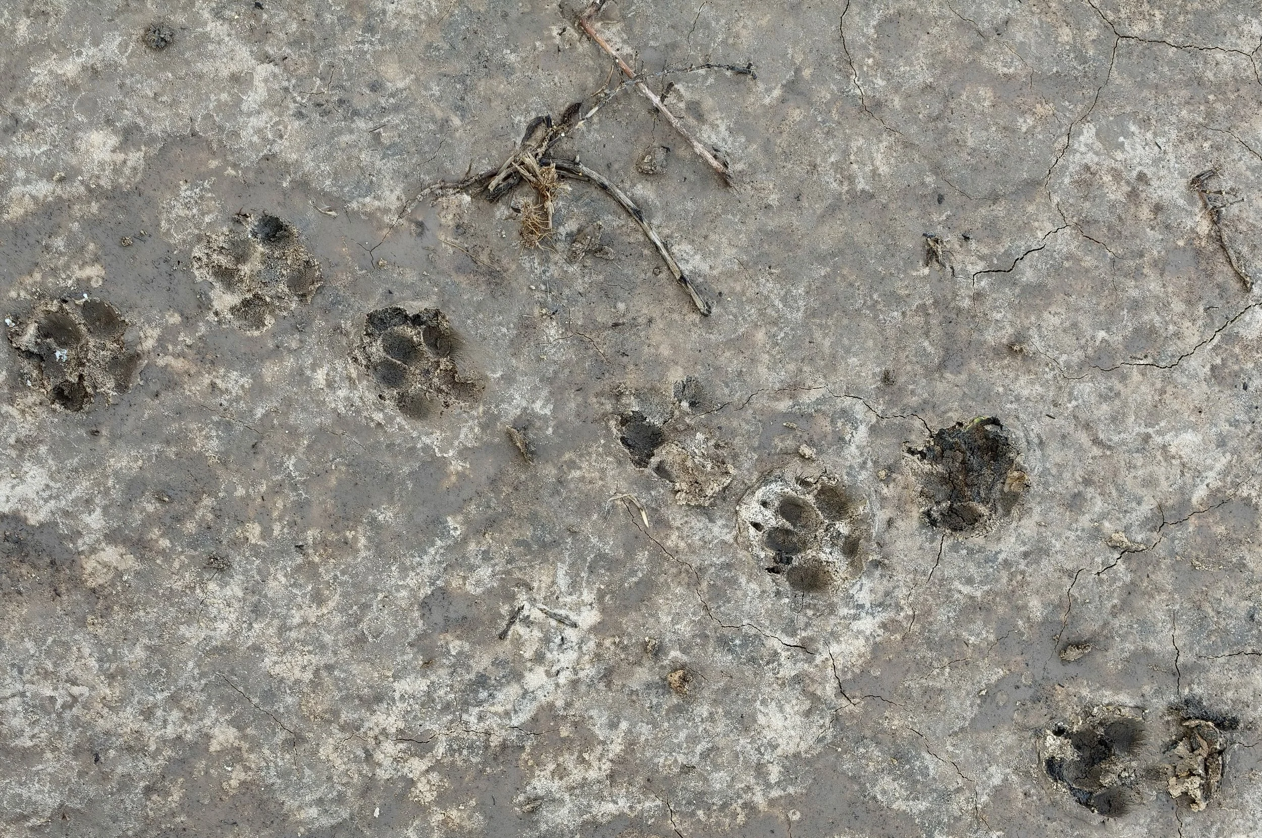 Fox tracks