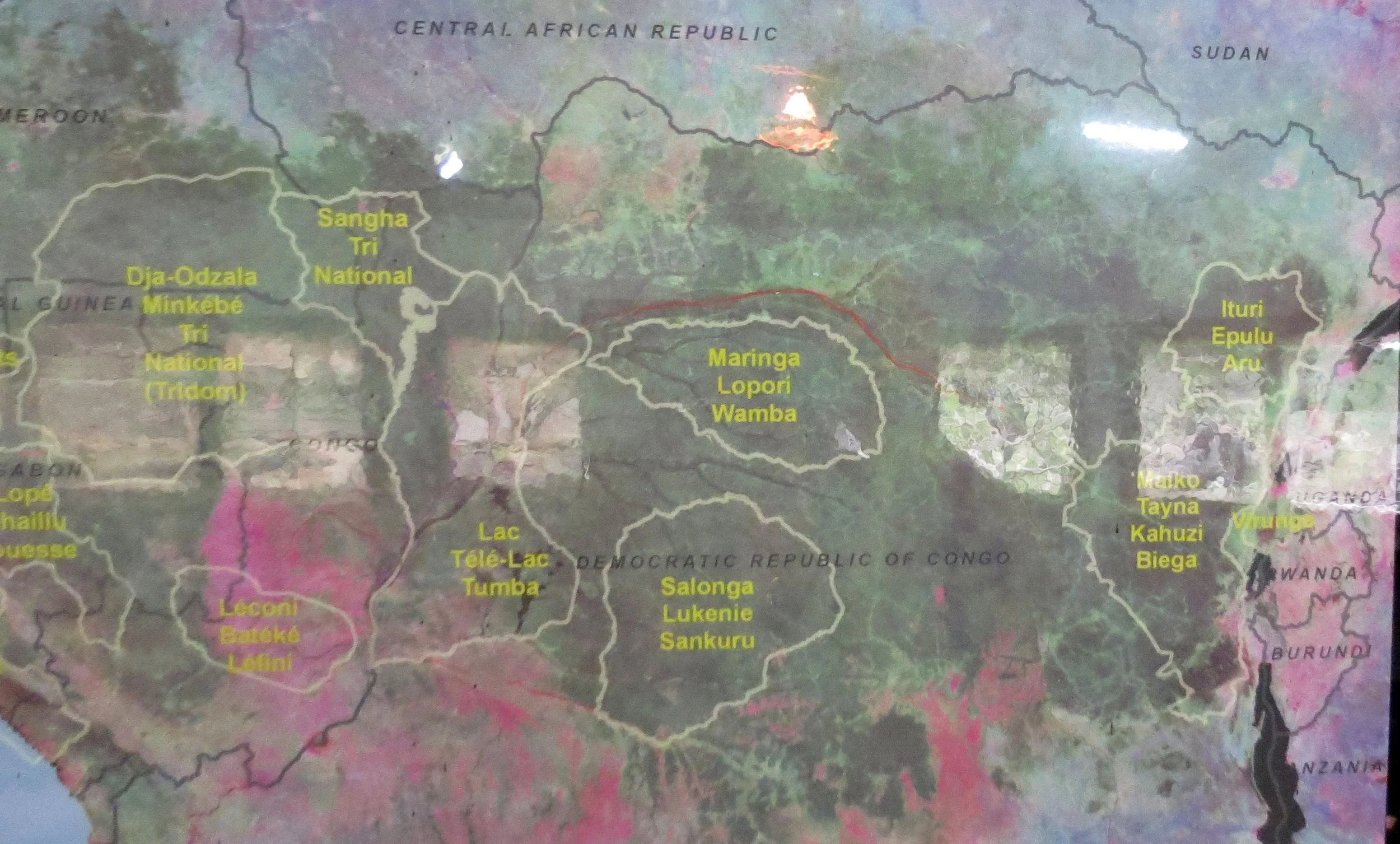 DZANGA NDOKI NATIONAL PARK CENTRAL AFRICAN REPUBLIC (71).JPG
