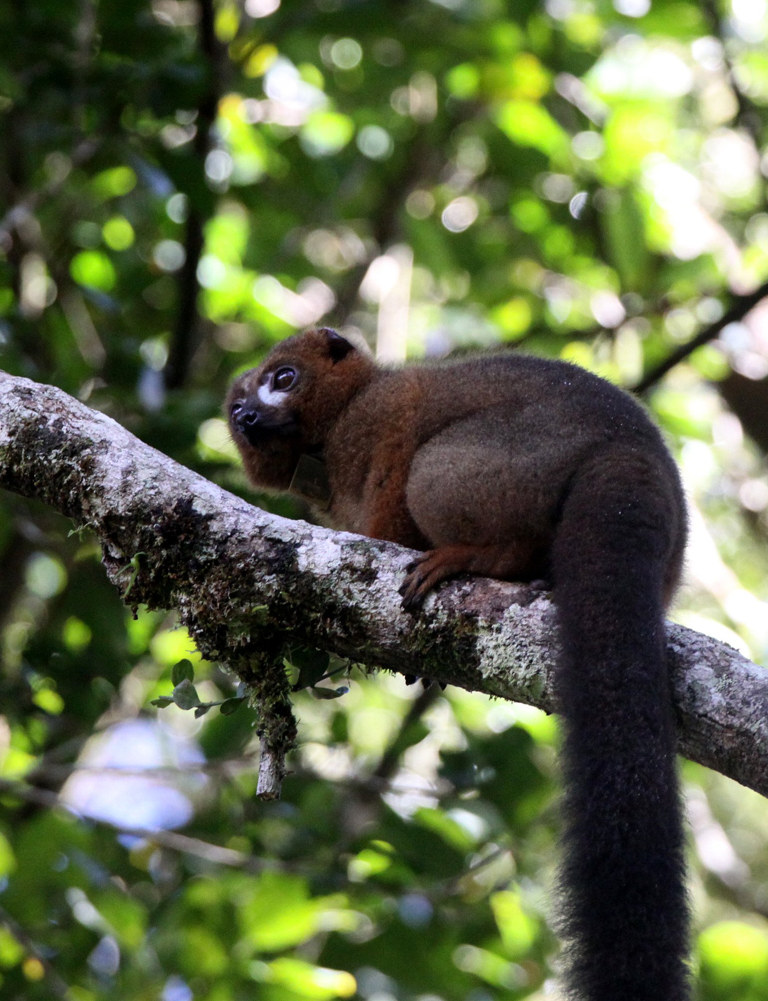 LEMURIDAE - Eulemur rubriventer - RED-BELLIED LEMUR - RANOMAFANA NATIONAL PARK MADGASCAR (9).JPG