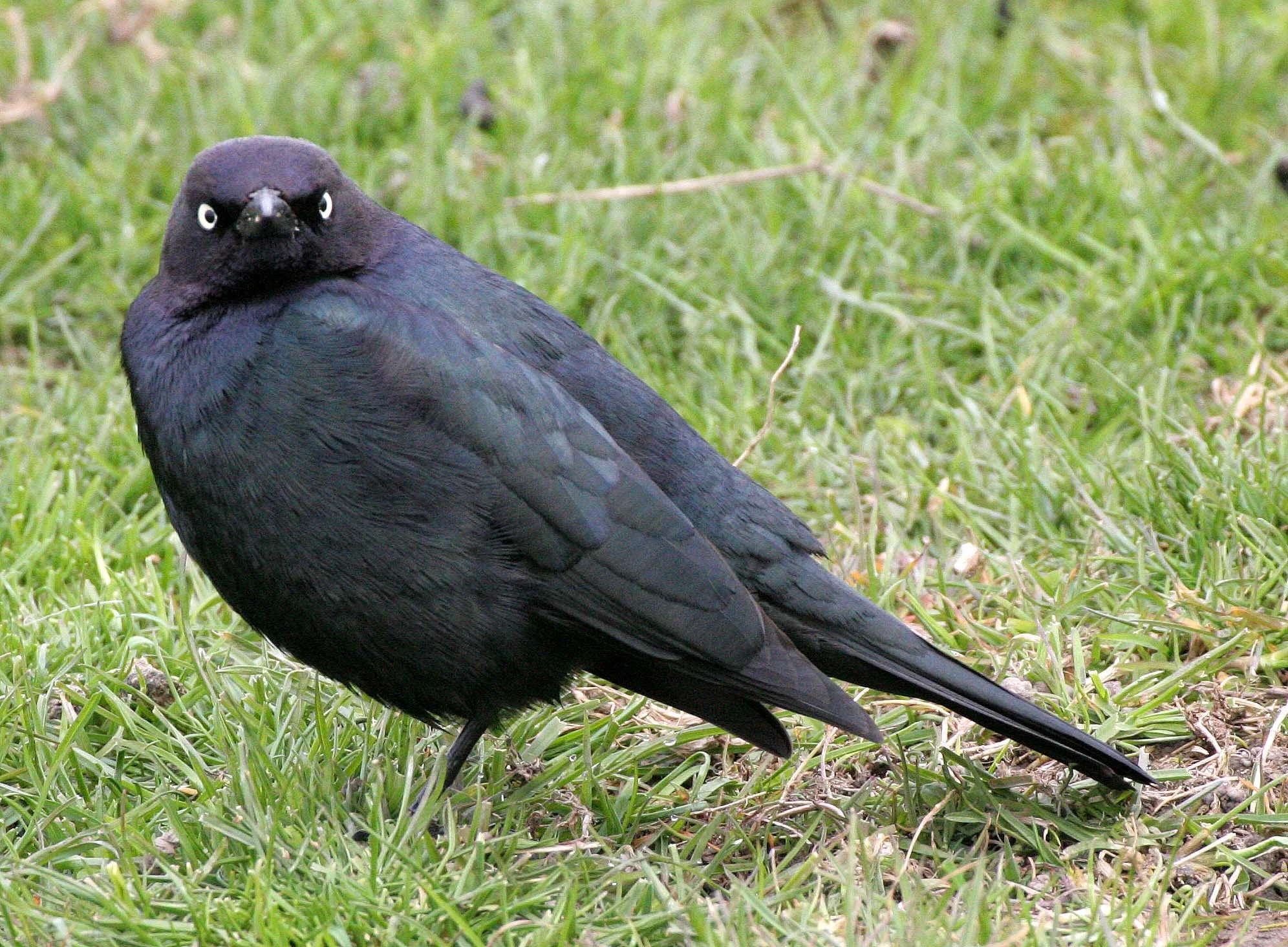 Brewer's Blackbird (Euphagus cyanocephalus) Dungeness Sequim Washington (7).jpg