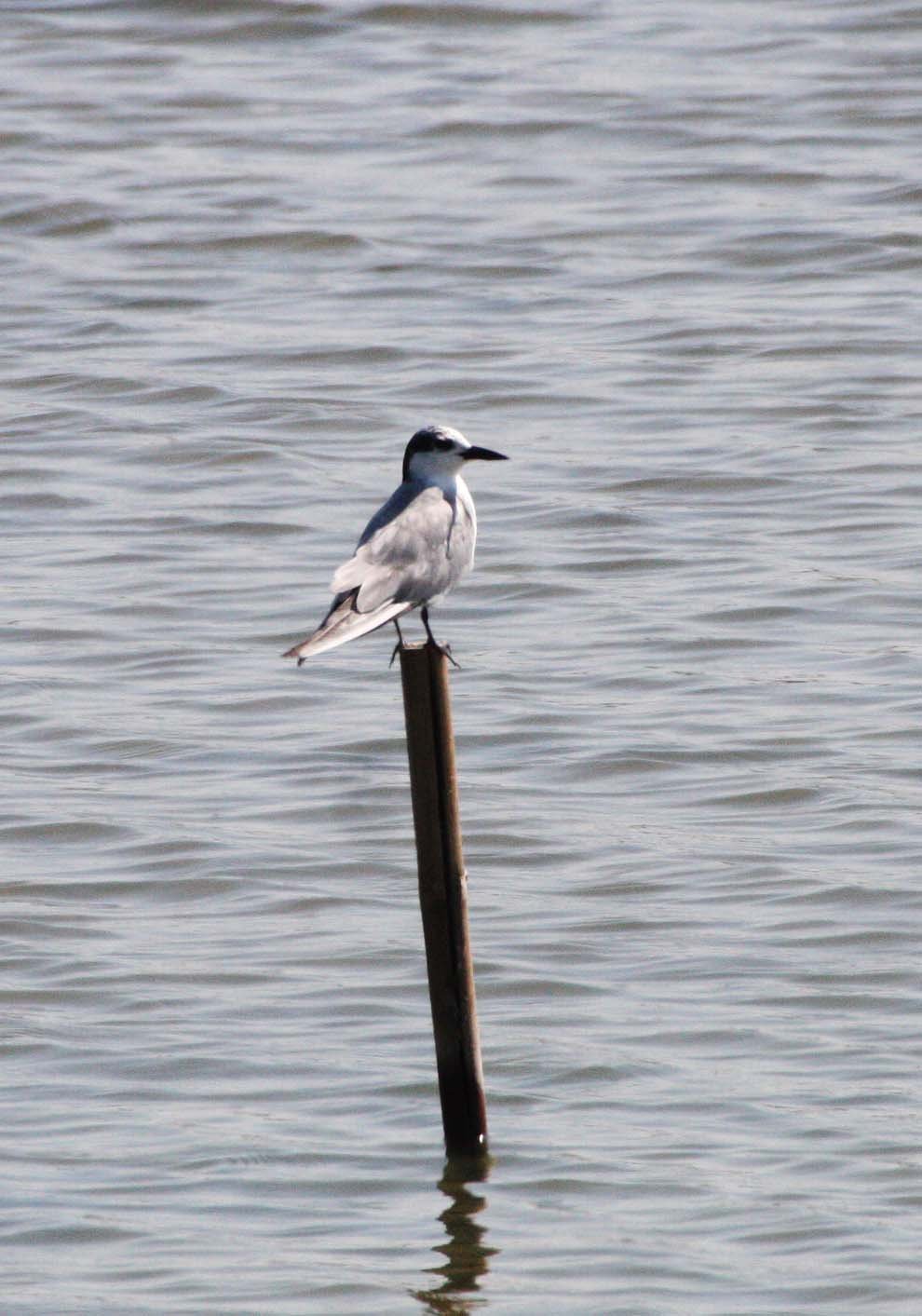 BIRD - TERN - LITTLE TERN - STERNA ALBIFRONS - SOUTH OF BKK - CHRISTMAS IN THAILAND TRIP 2008 (2).JPG