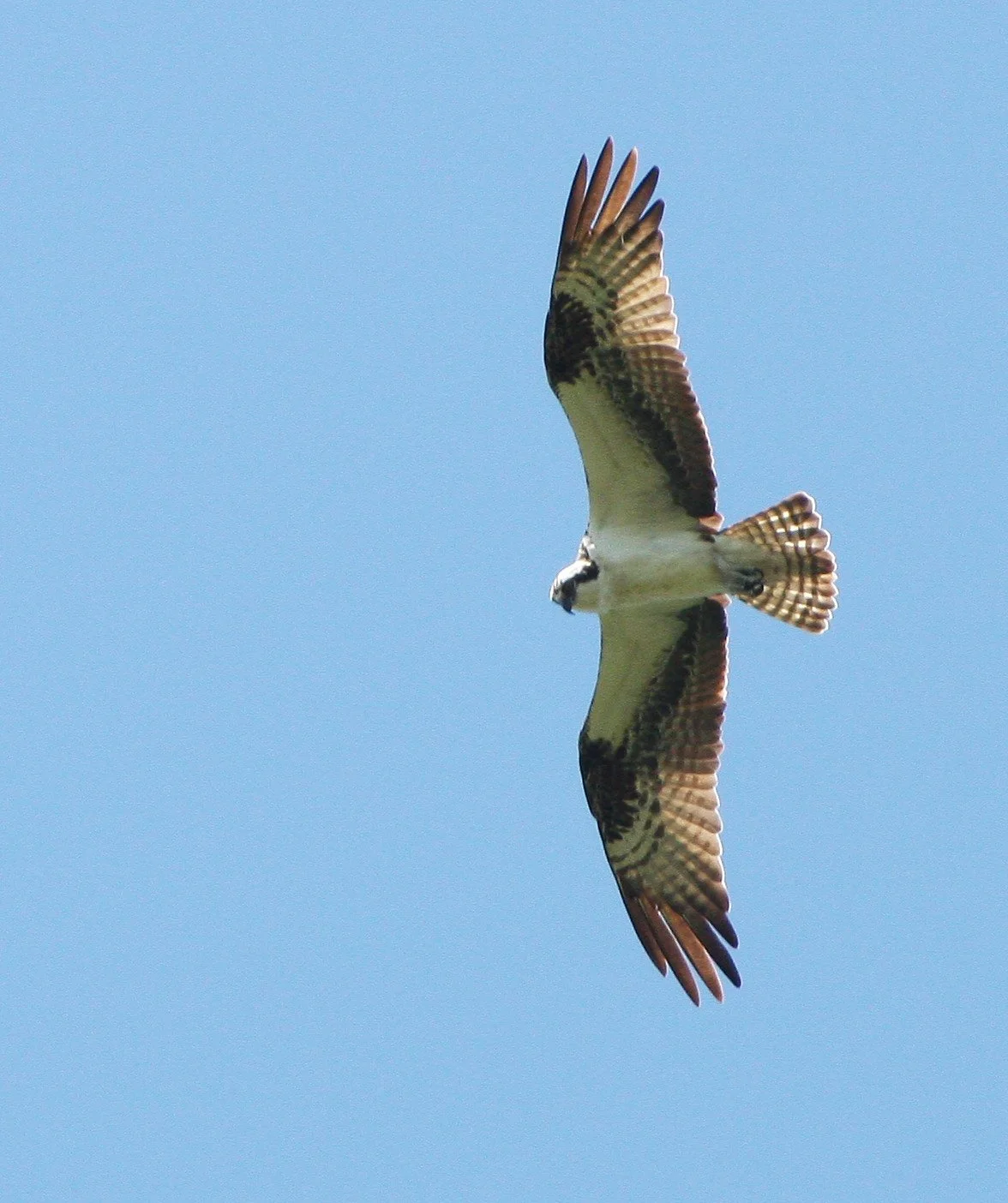 Pandion haliaetus - OSPREY - RIDGEFIELD NWR WA (5).JPG