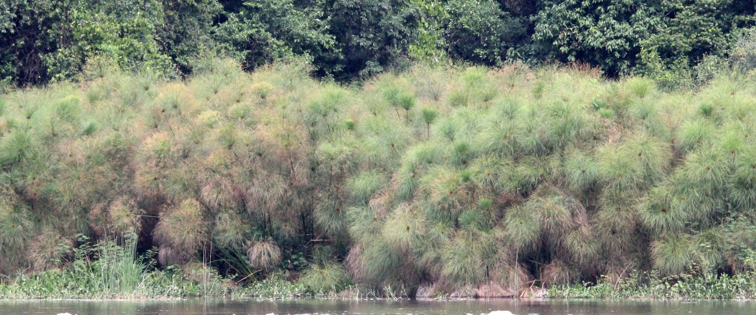 MURCHISON FALLS NATIONAL PARK UGANDA (4).JPG