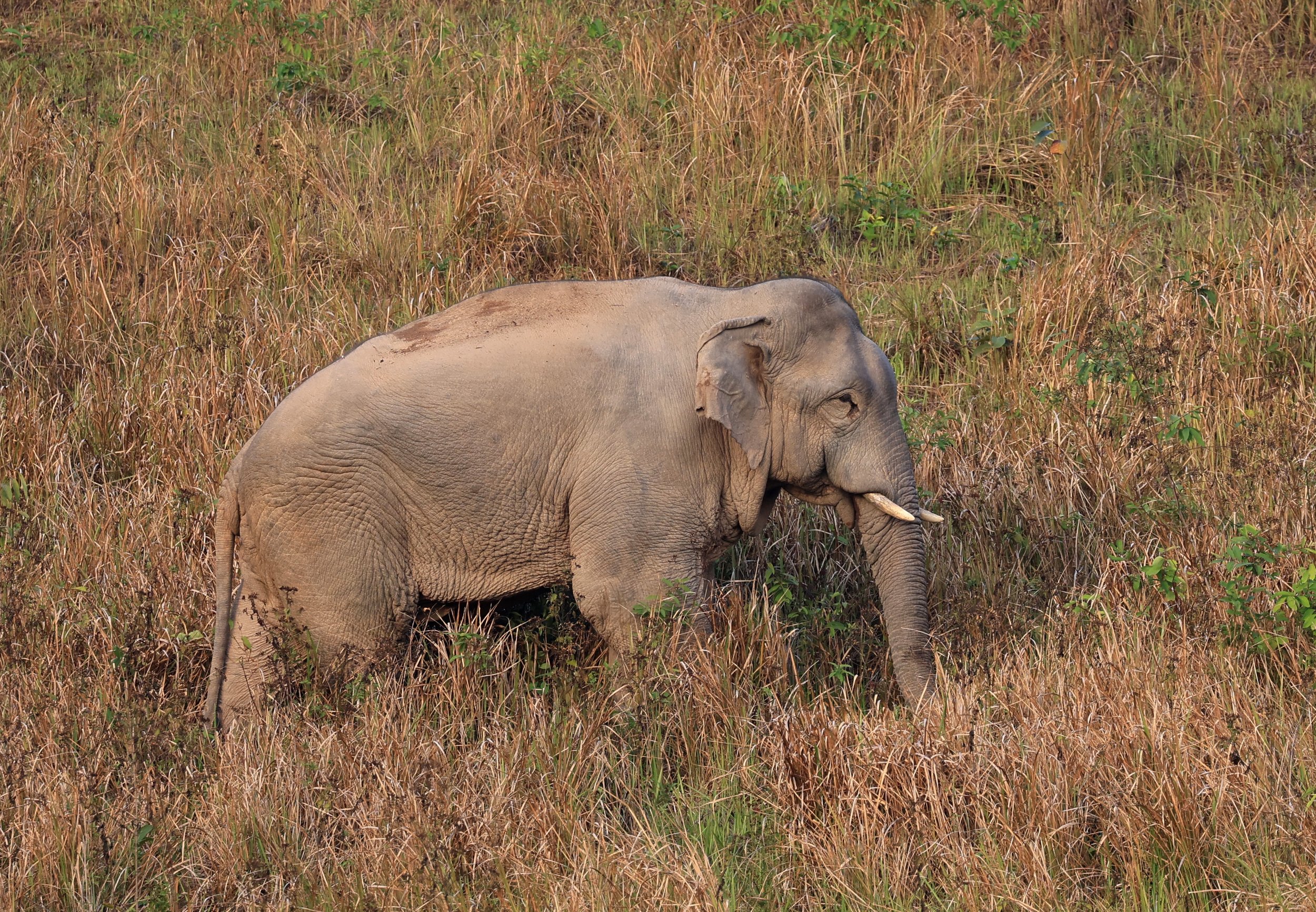 Asian Elephant (Elephas maximus) Khao Yai National Park, Thailand (119).jpg