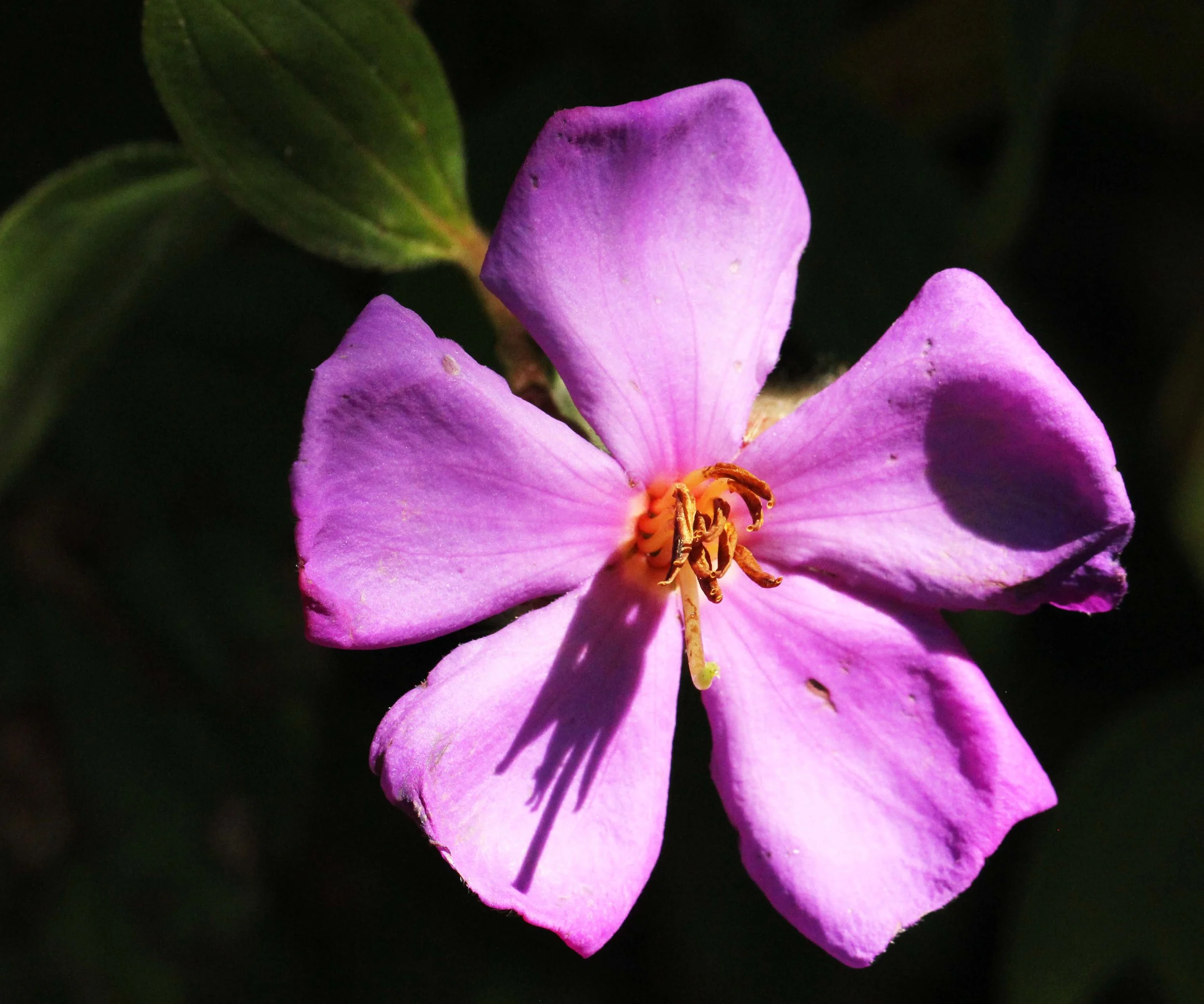 PAMPADUM SHOLA NATIONAL PARK - KERALA INDIA - PHOTO BY SOM SMITH (95).JPG