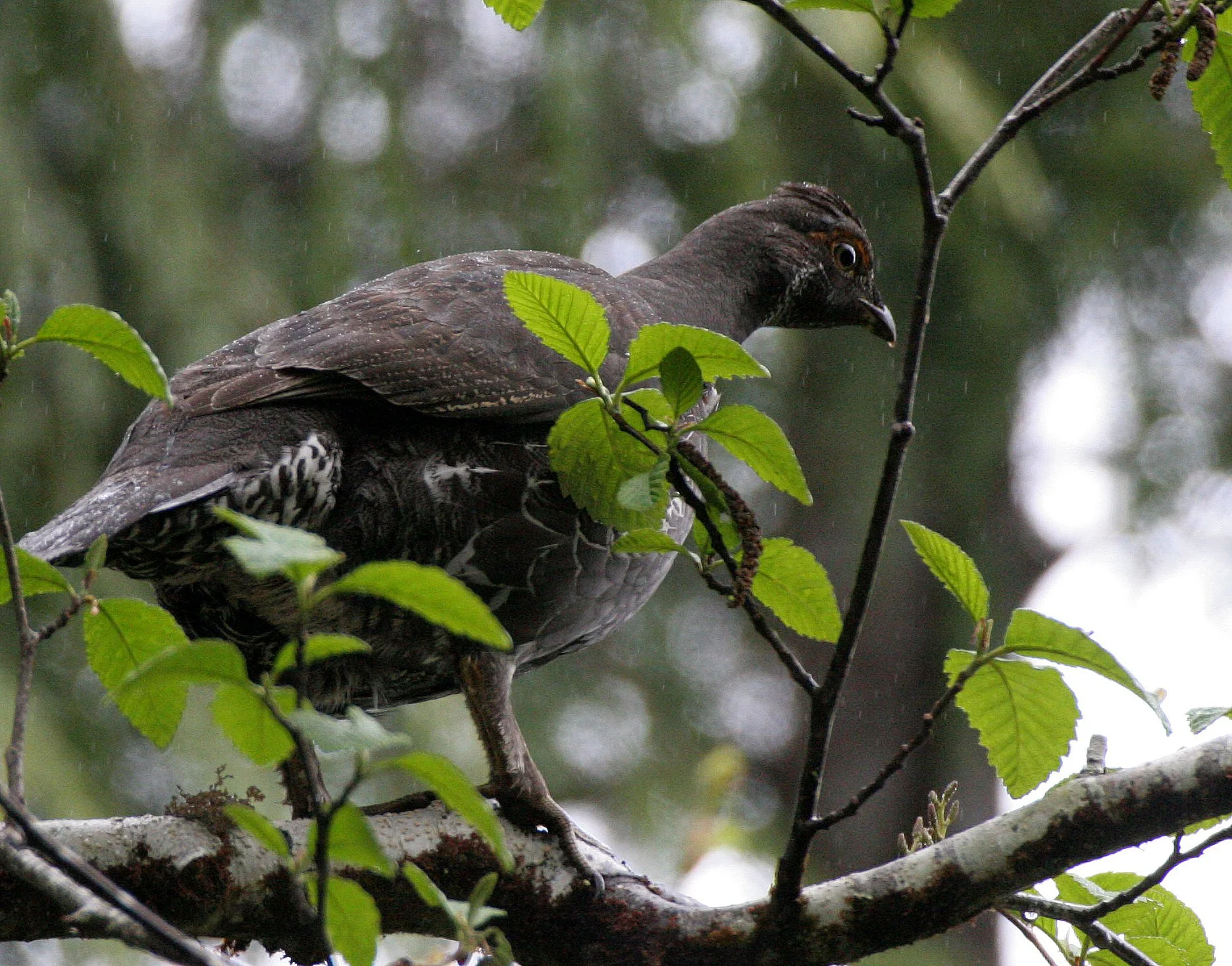 GROUSE - SOOTY (BLUE) GROUSE - Dendragapus fuliginosus - DUNCAN CEDAR TREE ROAD - HOH RIVER VALLEY WA  (10).JPG