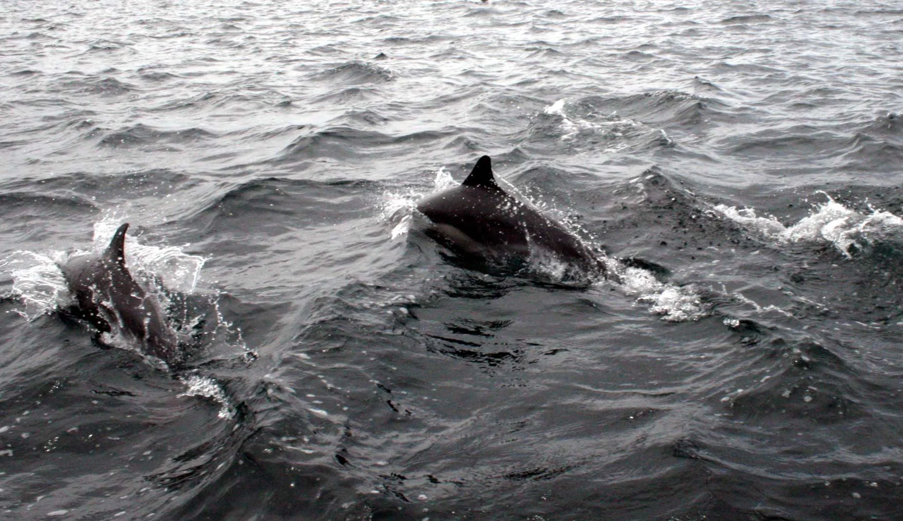 Tursiops truncatus - COMMON BOTTLENOSE DOLPHIN - SAN IGNACIO LAGOON BAJA MEXICO (13).JPG