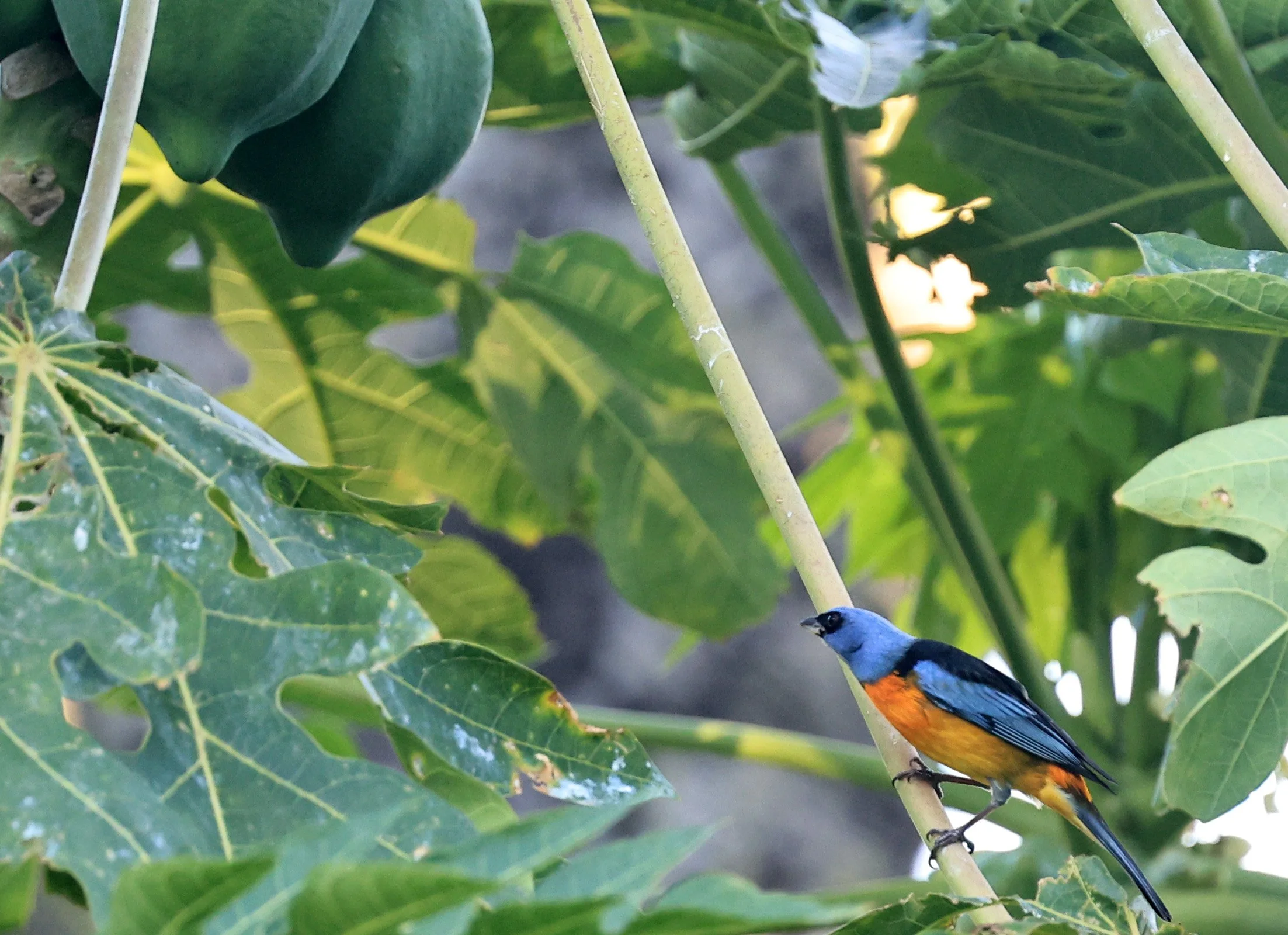 Blue-and-yellow Tanager (Thraupis bonariensis) Estancia Campo'i Paraguay (9).jpg