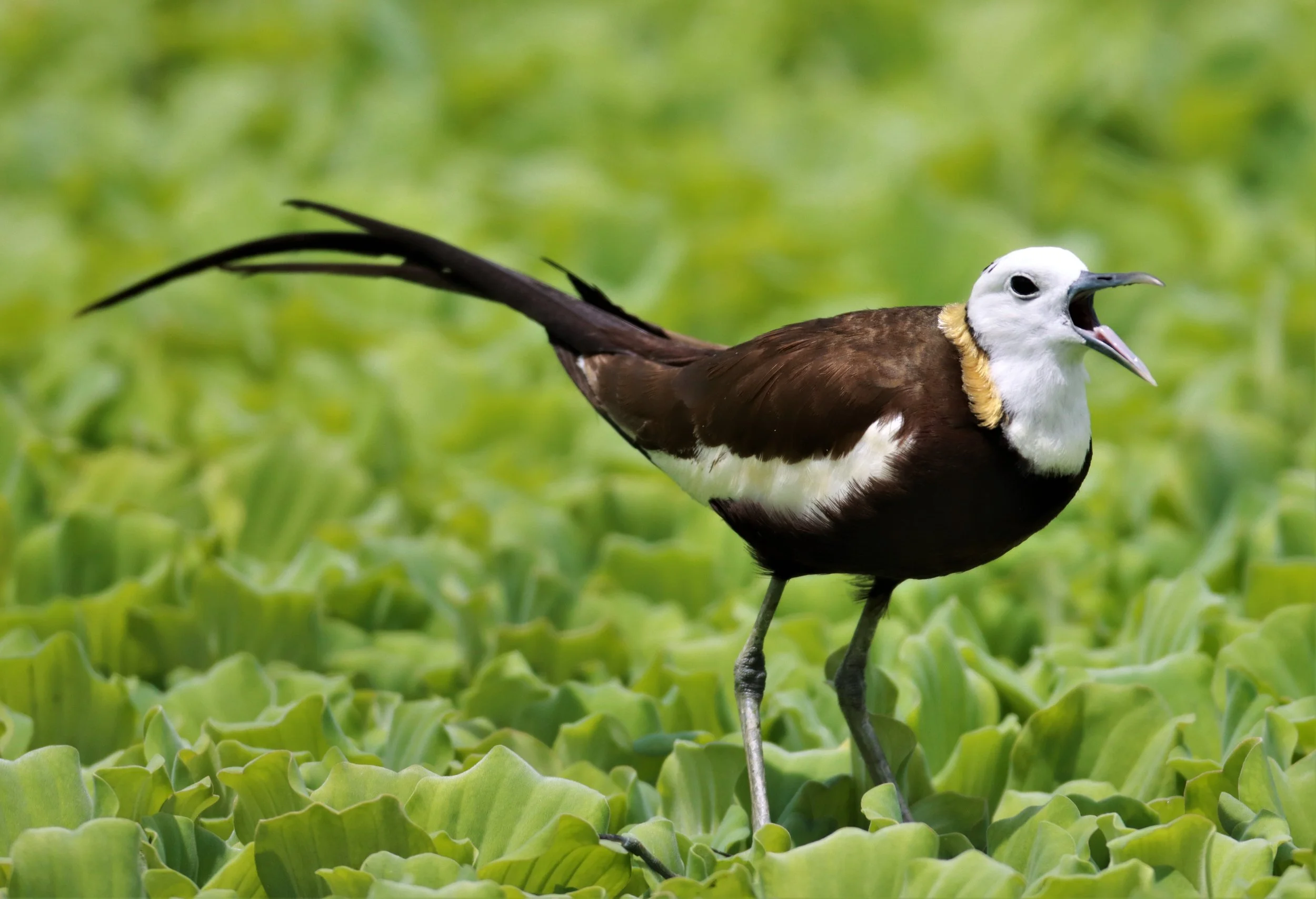 JACANA - PHEASANT-TAILED JACANA - Hydrophasianus chirurgus - KHON KAEN SEWAGE TREATMENT PLANT KHON KAEN UNIVERSITY  (42).jpg