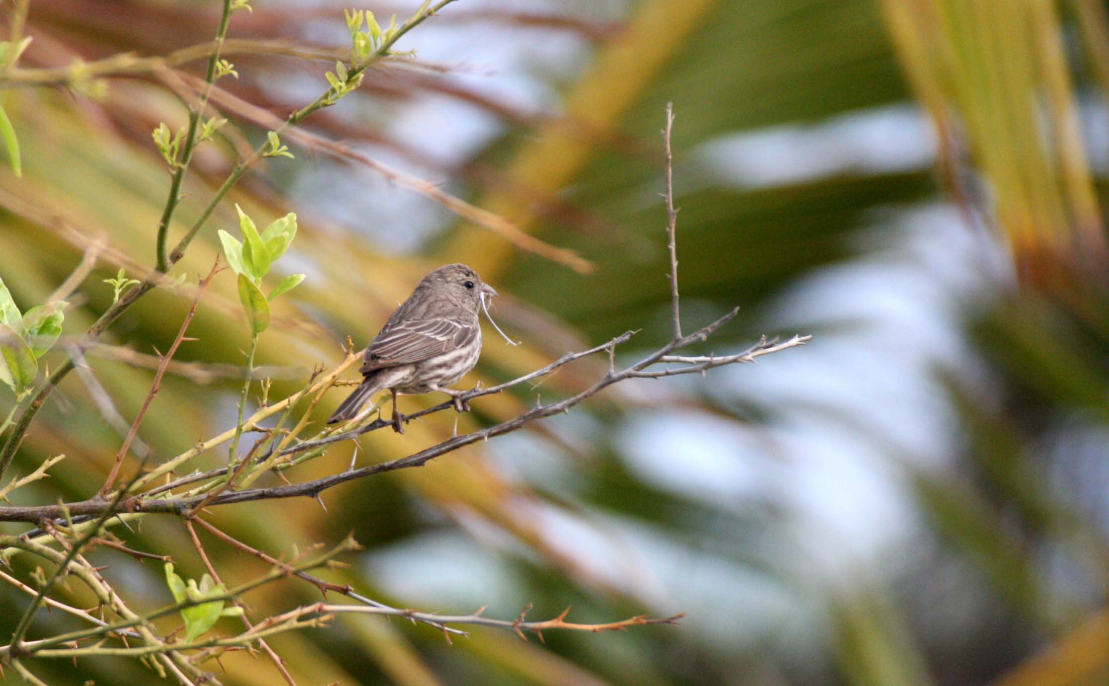 House Finch (Haemorhous mexicanus) Loreto Baja Mexico (24).JPG