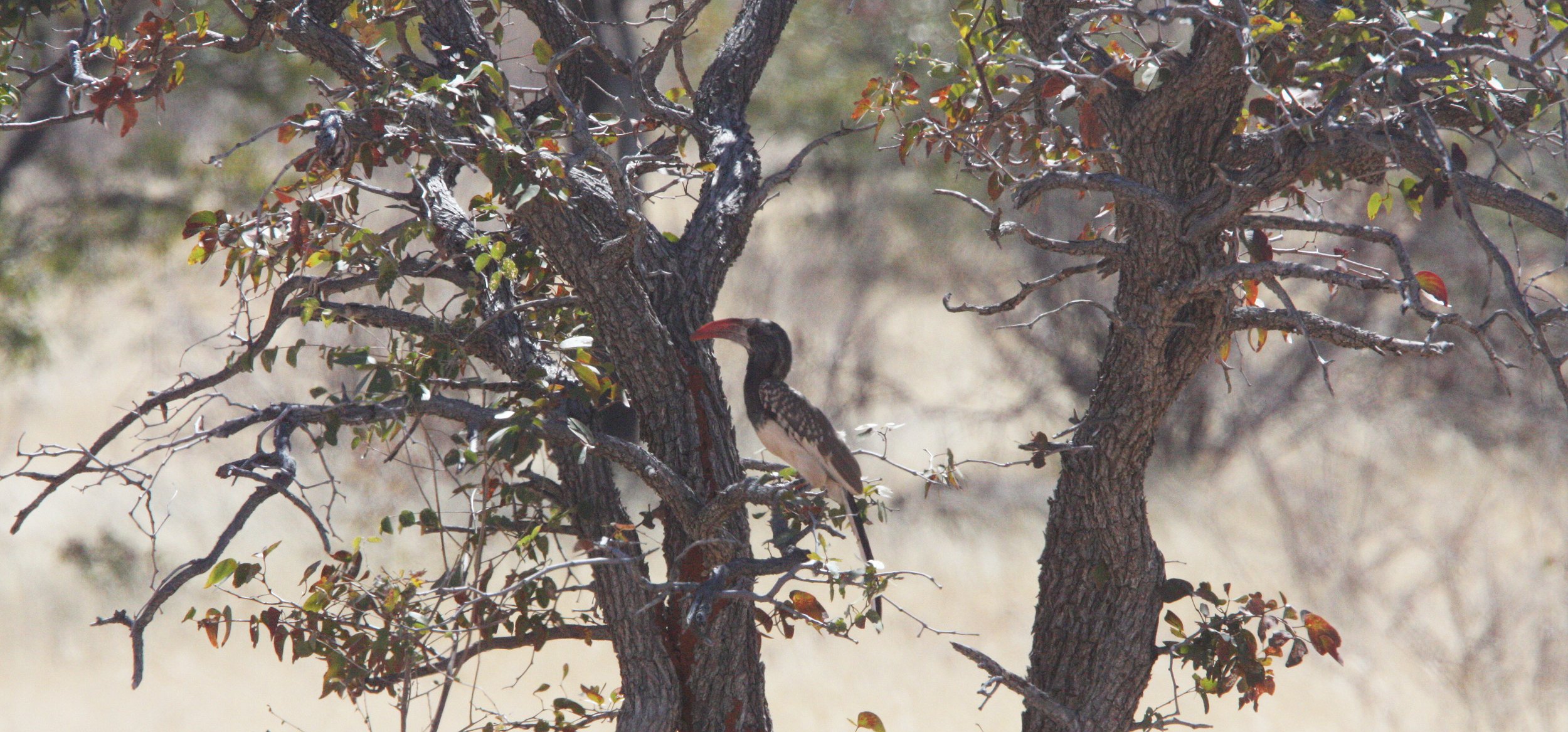 Tockus monteiri - MONTEIRO'S HORNBILL - DAMARALAND NAMIBIA (9).JPG