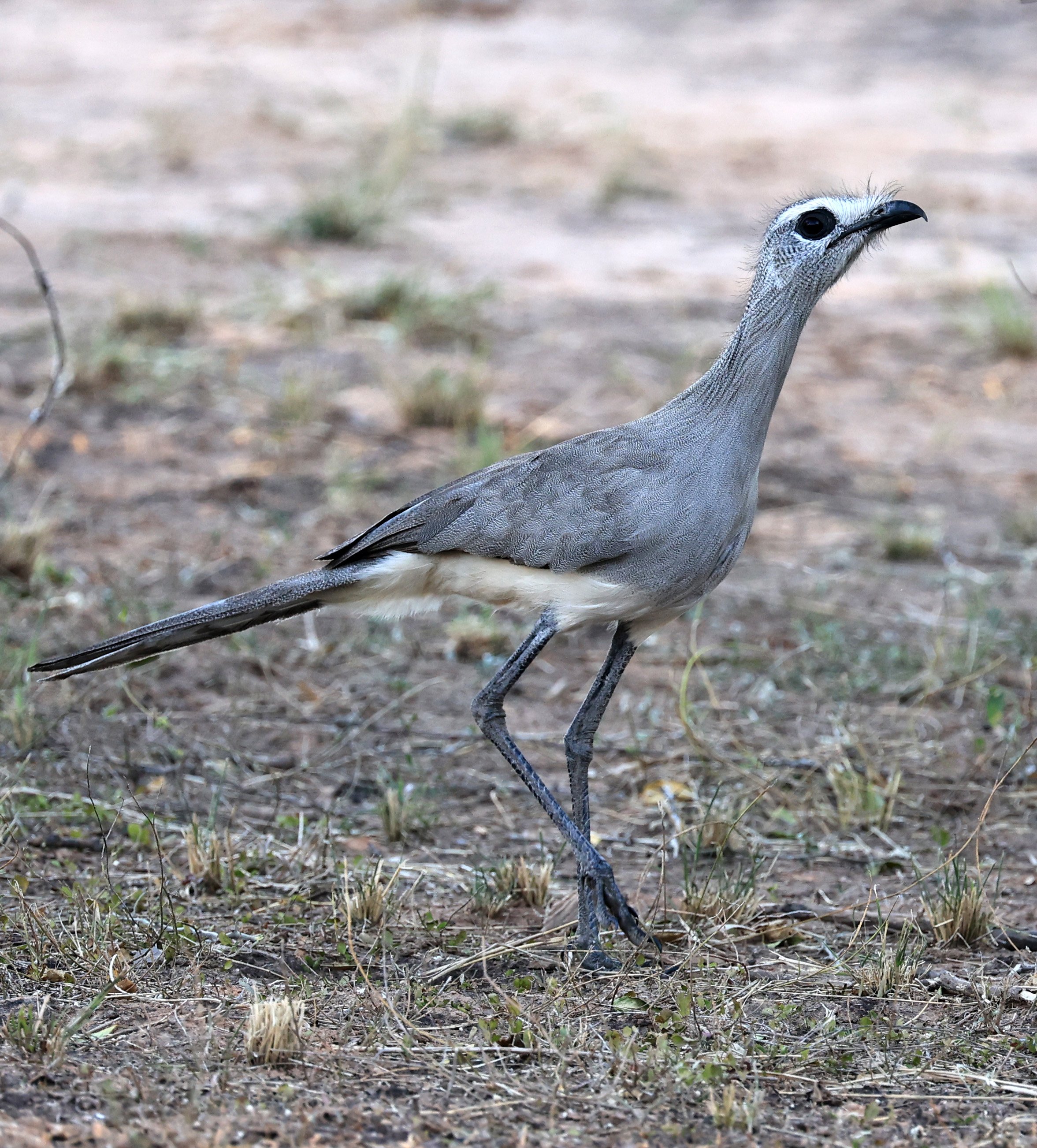 Black-legged Seriema (Chunga burmeisteri) Parque Nacional Teniente Agripino Enciso (41).jpg