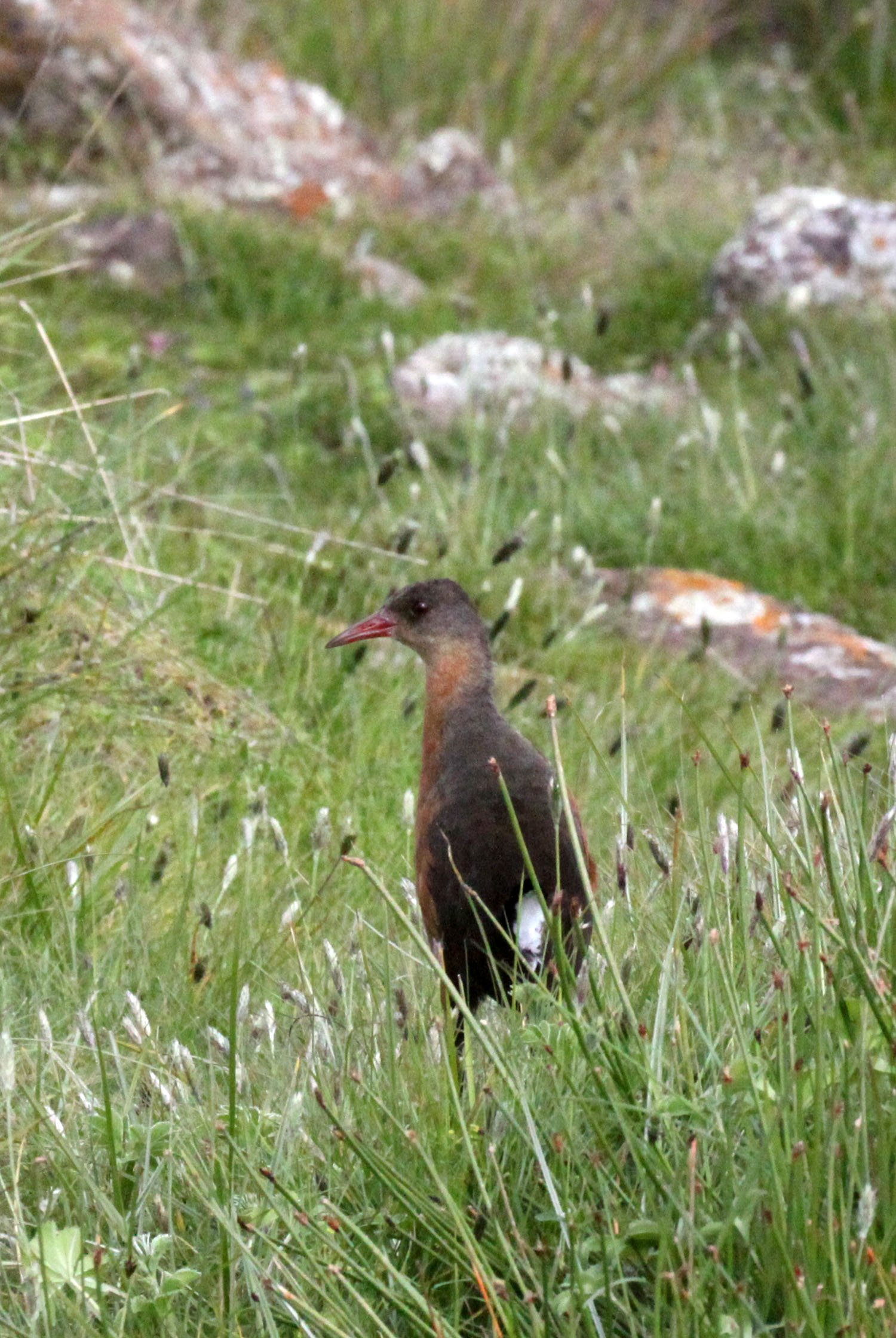 Rouget's Rail (Rougetius rougetii) Bale Mountains NP Ethiopia (2).JPG