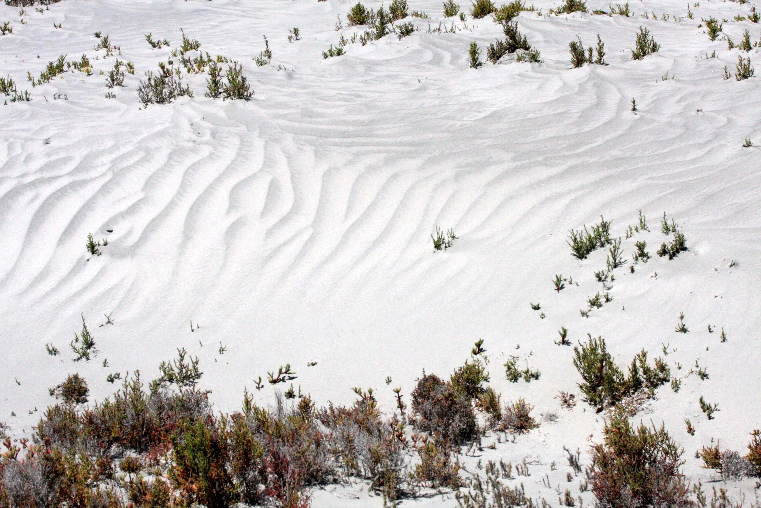 SAN IGNACIO LAGOON BAJA MEXICO - DESERT LANDSCAPES.JPG