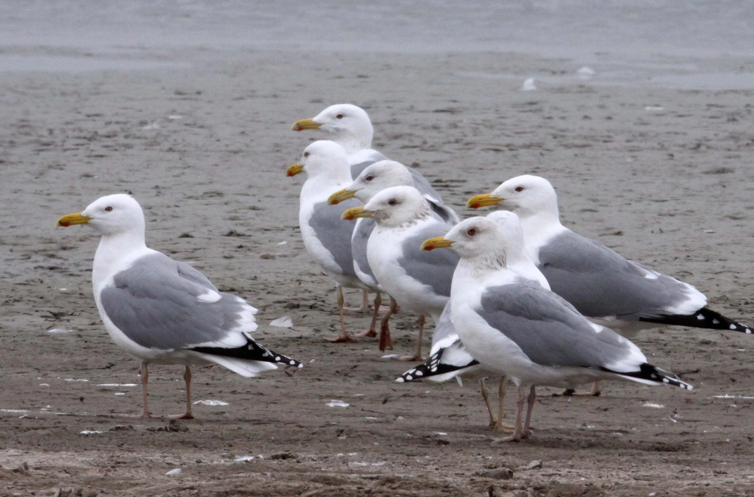 BIRD - GULL - HUEGLIN'S GULL- YANCHENG CHINA (10).JPG