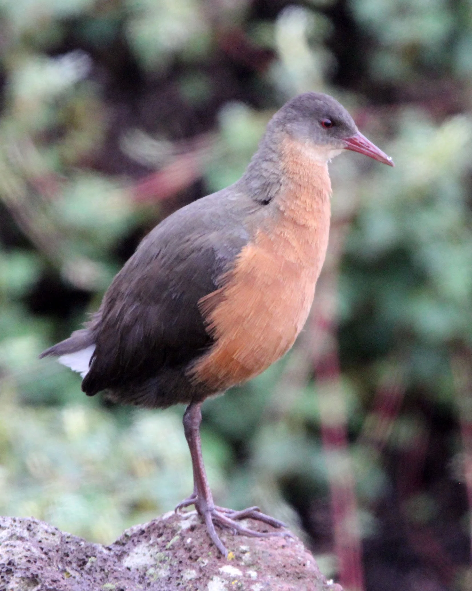Rouget's Rail (Rougetius rougetii) Bale Mountains NP Ethiopia (7).JPG