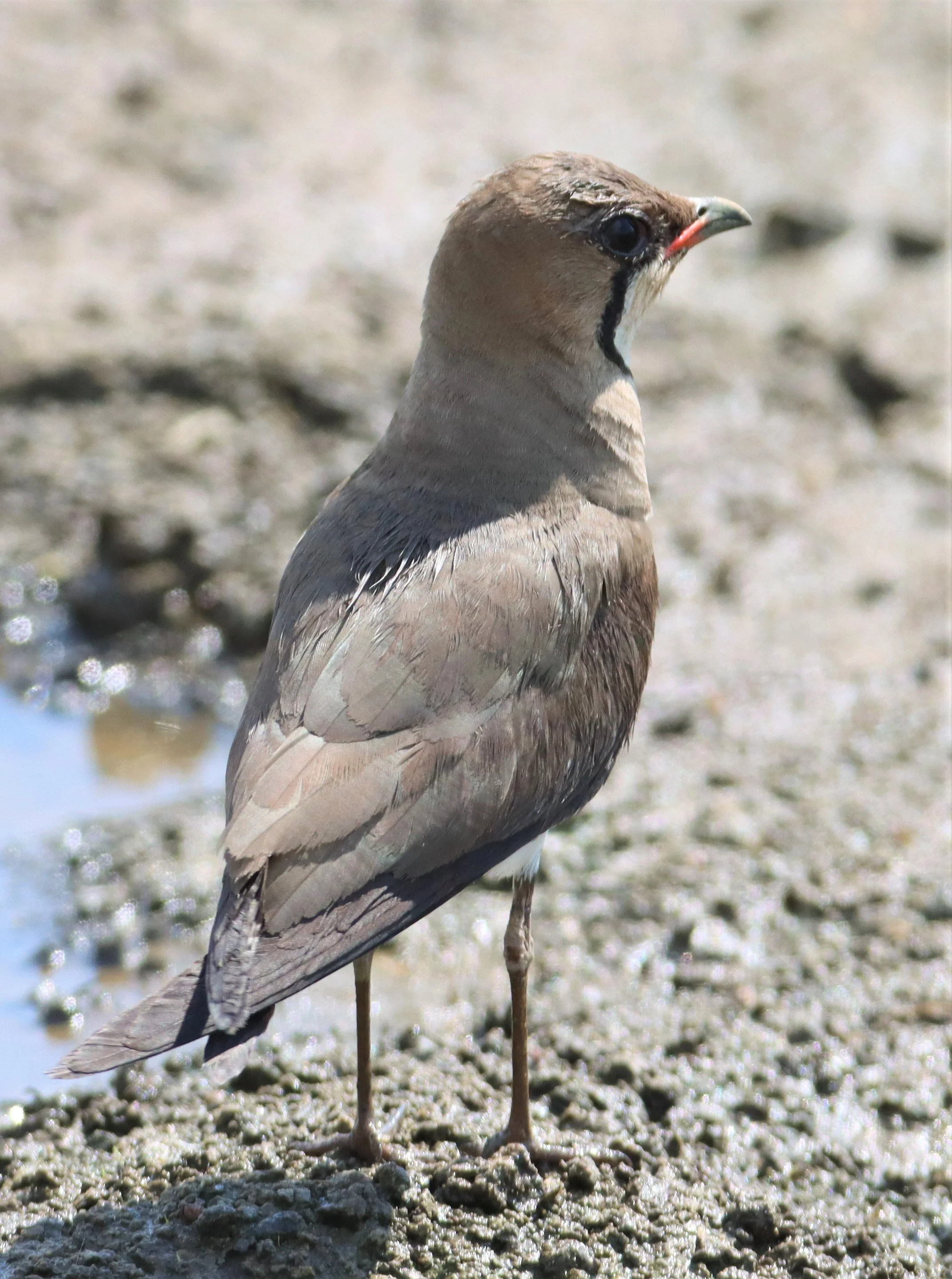 PRATINCOLE - ORIENTAL PRATINCOLE - Glaveola maldivarum - BANG KHAEM WETLANDS NAKHON PATHOM (18).jpg