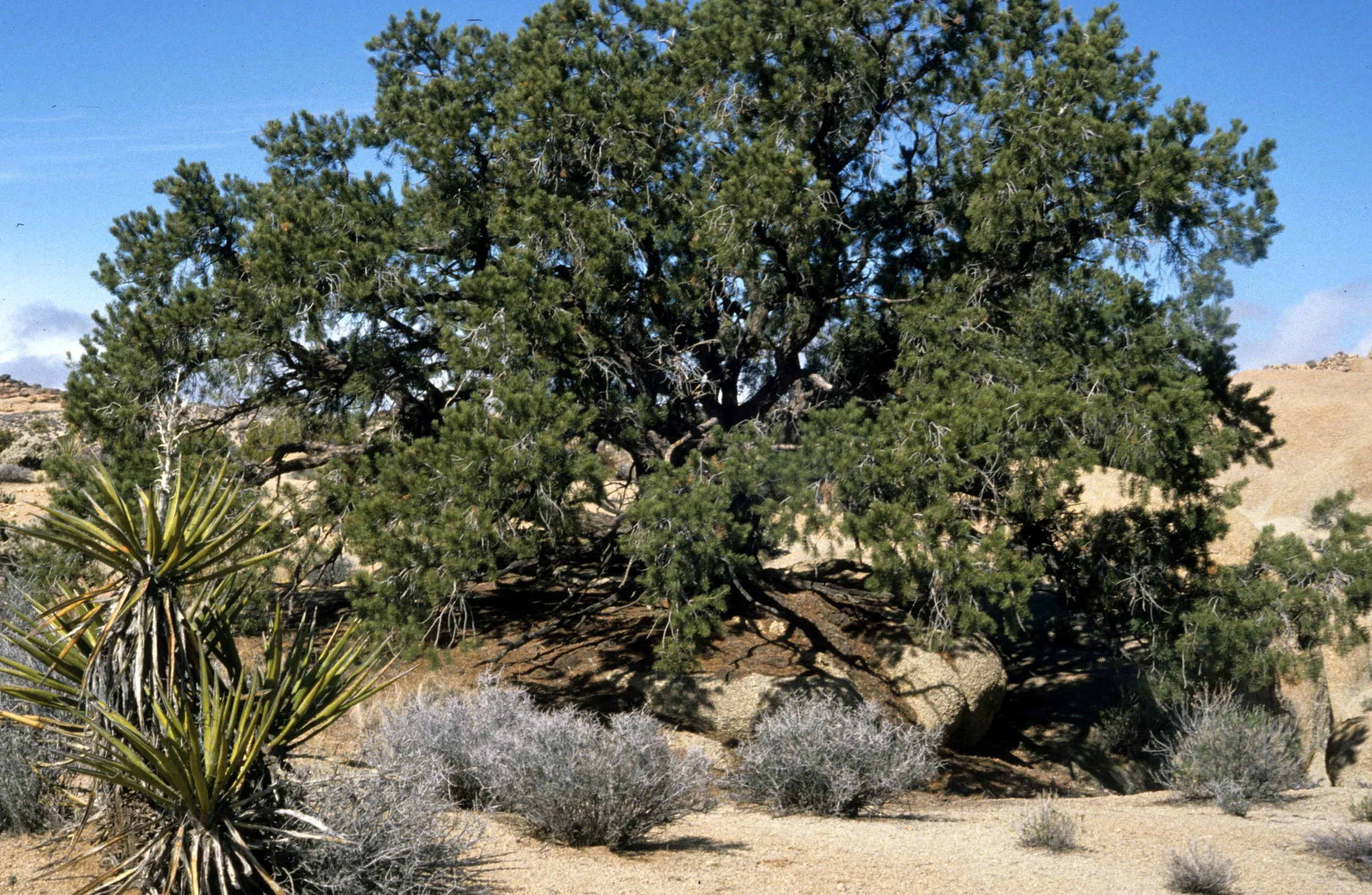 JOSHUA TREE - PINACEAE - PINUS MONOPHYLLA - PINON PINE.jpg
