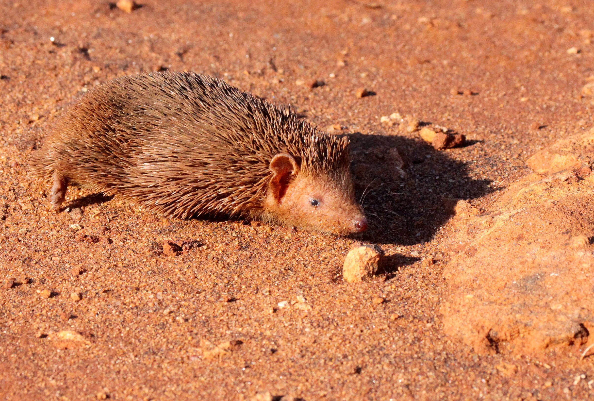 Echinops telfairi - LESSER HEDGEHOG TENREC - ORDER AFROSORICIDA - BERENTY RESERVE MADAGASCAR (23).JPG