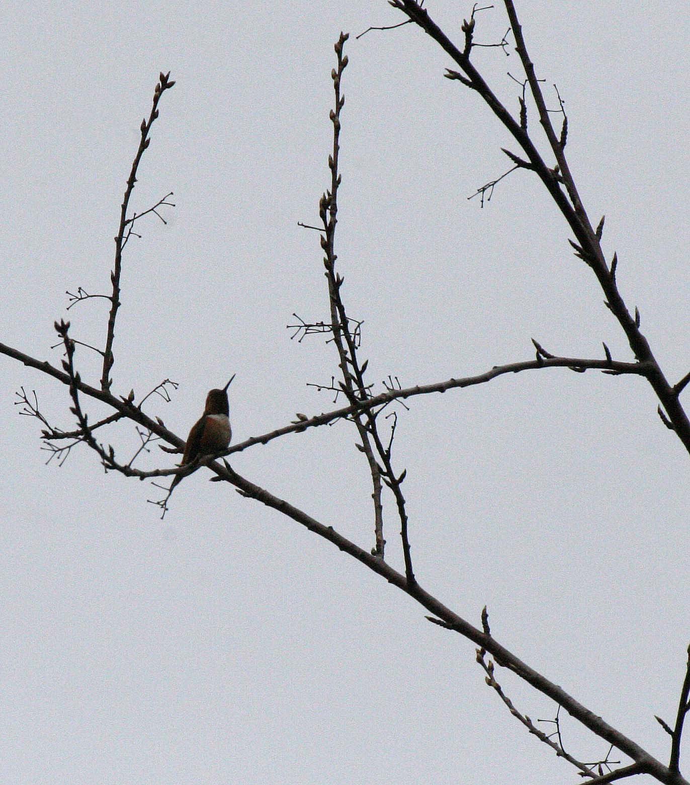 BIRD - HUMMINGBIRD - RUFOUS HUMMINGBIRD - LAKE FARM WA.JPG