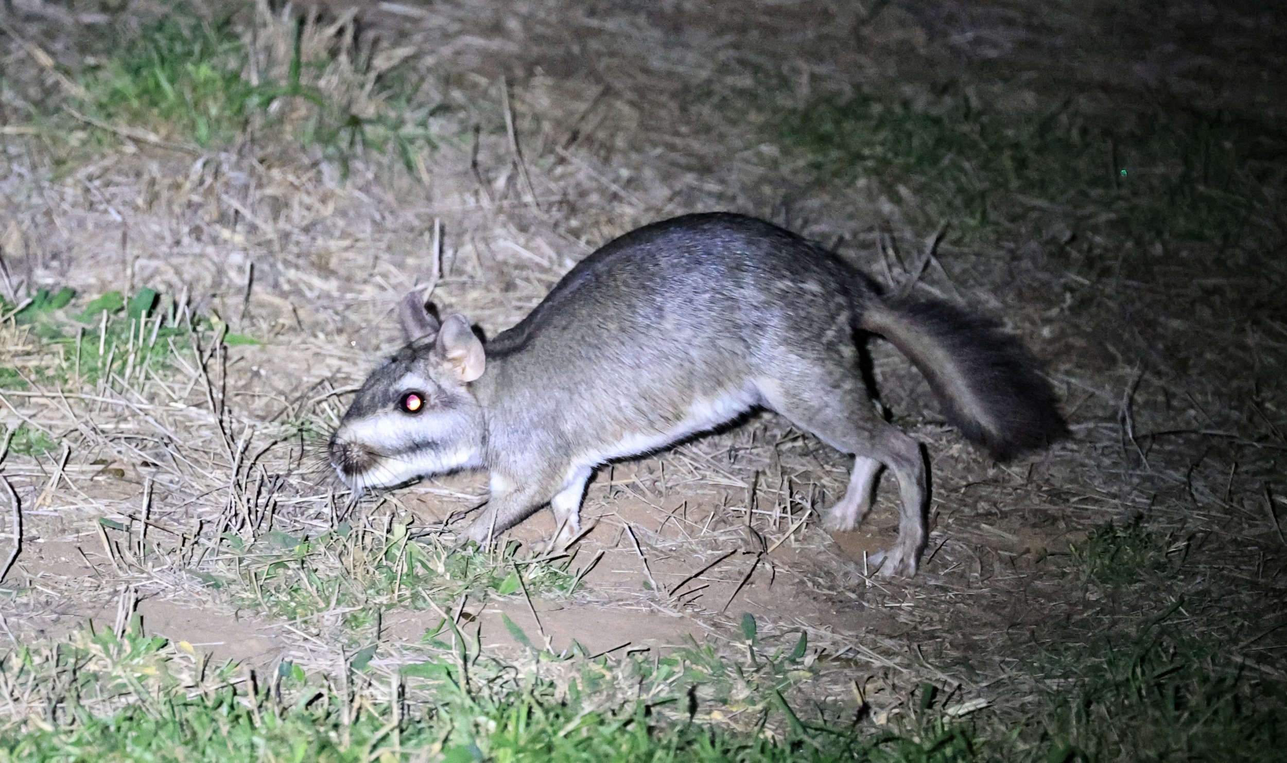 Plains Vizcacha (Lagostomus maximus) Reserva Natural Canada el Carmen, Paraguay  (15).jpg
