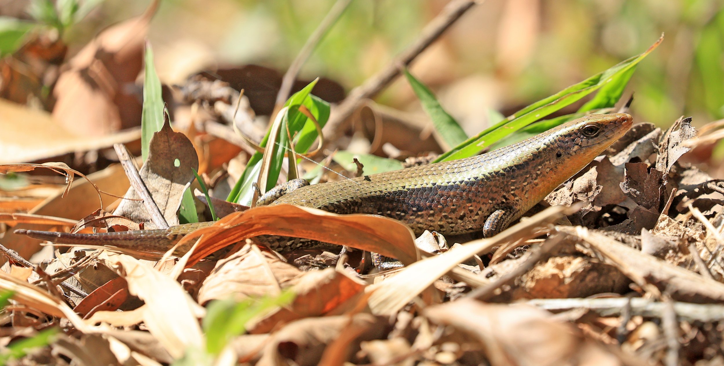 Common Sun Skink (Eutropis multifasciata) Kaeng Krachan National Park ESS Expedition 2026