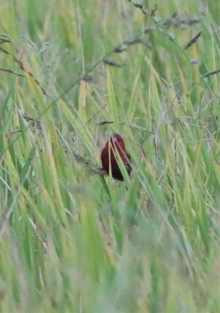 RED AVADAVAT - Amandava amandava - LAT KRABANG WETLANDS - ID ONLY (13).jpg