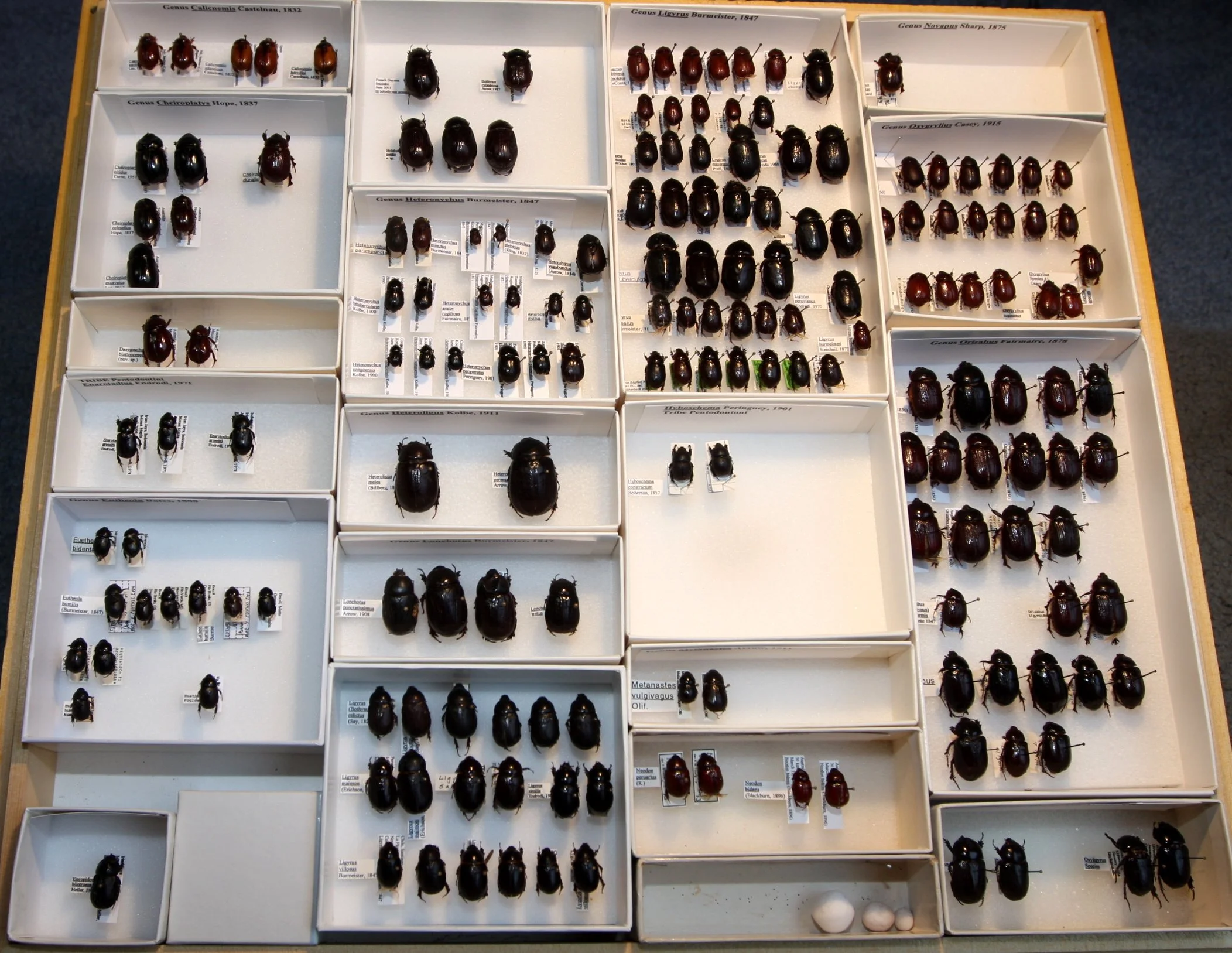 Dynastinae Oryctoderini, Pentodoni.JPG