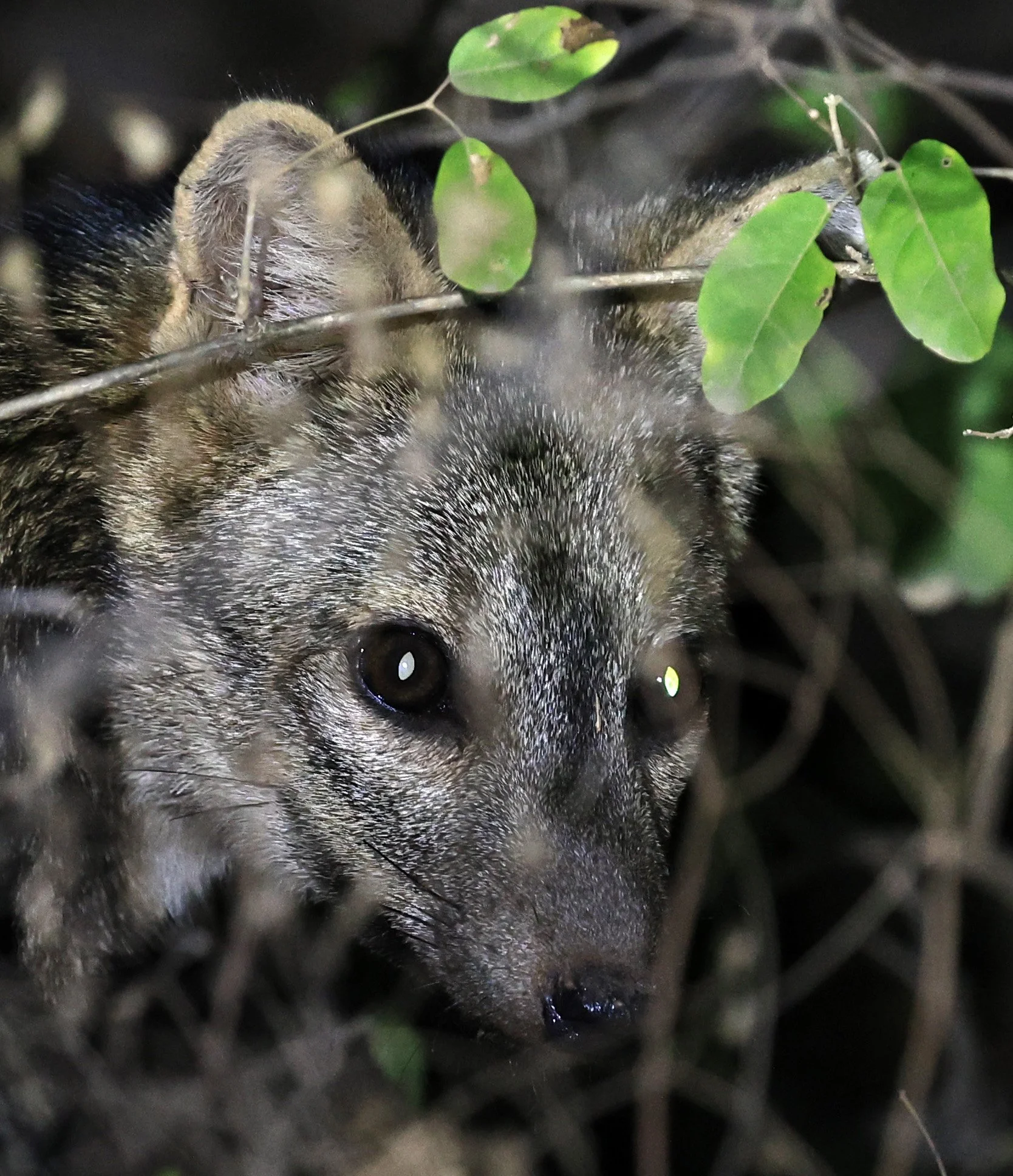 Crab-eating Fox (Cerdocyon thous) Agua Dulce Paraguay (48).jpg