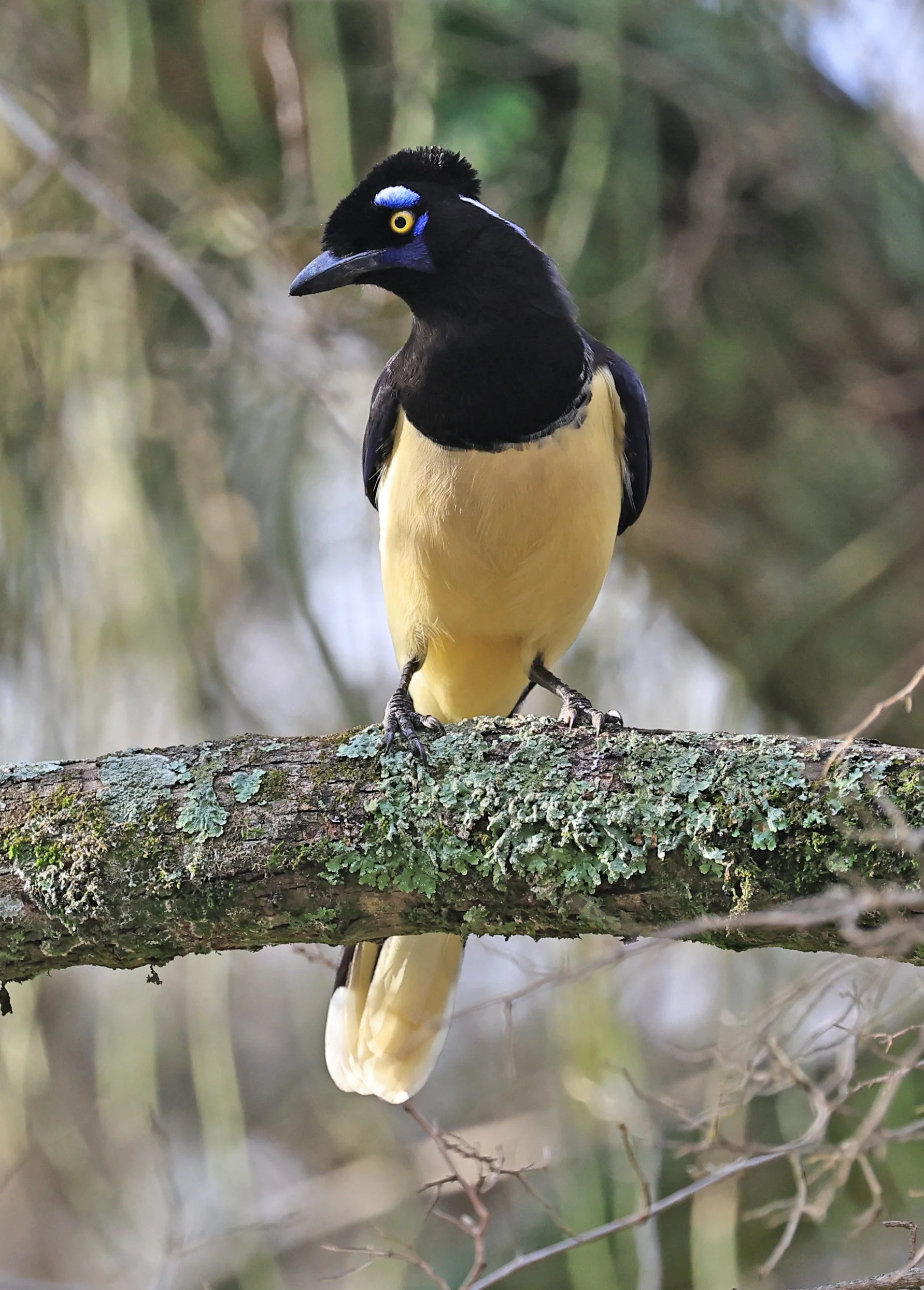 Plush-crested Jay (Cyanocorax chrysops) El Palmar National Park, Entre Rios, Argentina (42).jpg