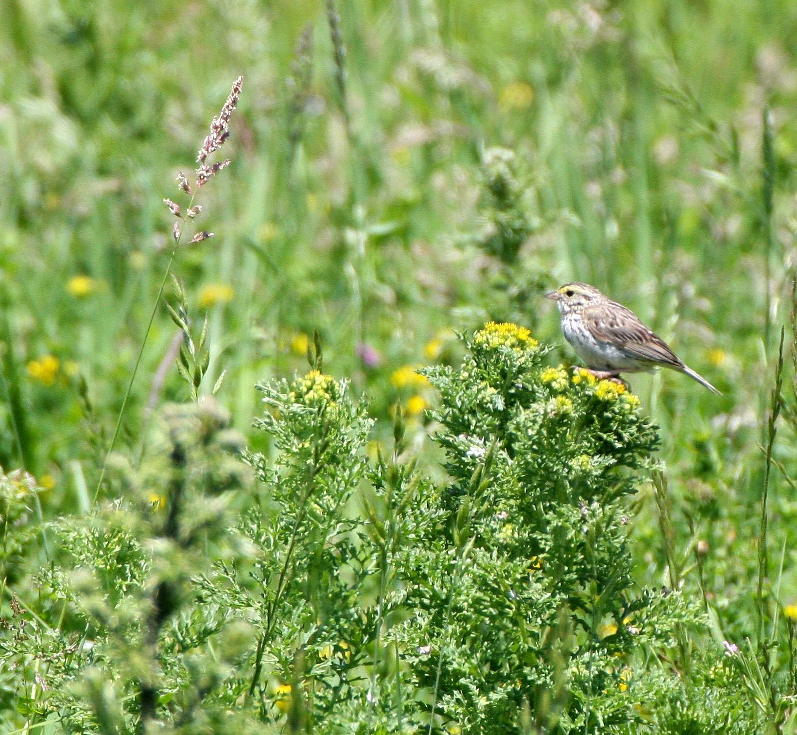 Savannah Sparrow (Passerculus sandwichensis) Ridgefield NWR Washington (2).JPG
