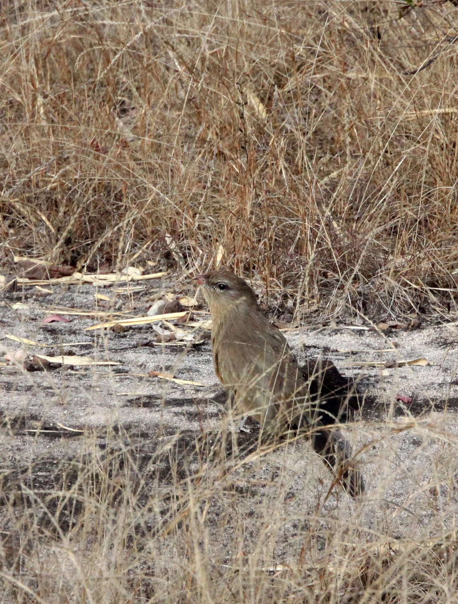 Sirkeer Malkoha (Taccocua leschenaultii) Bandhavgar NP India (4).JPG