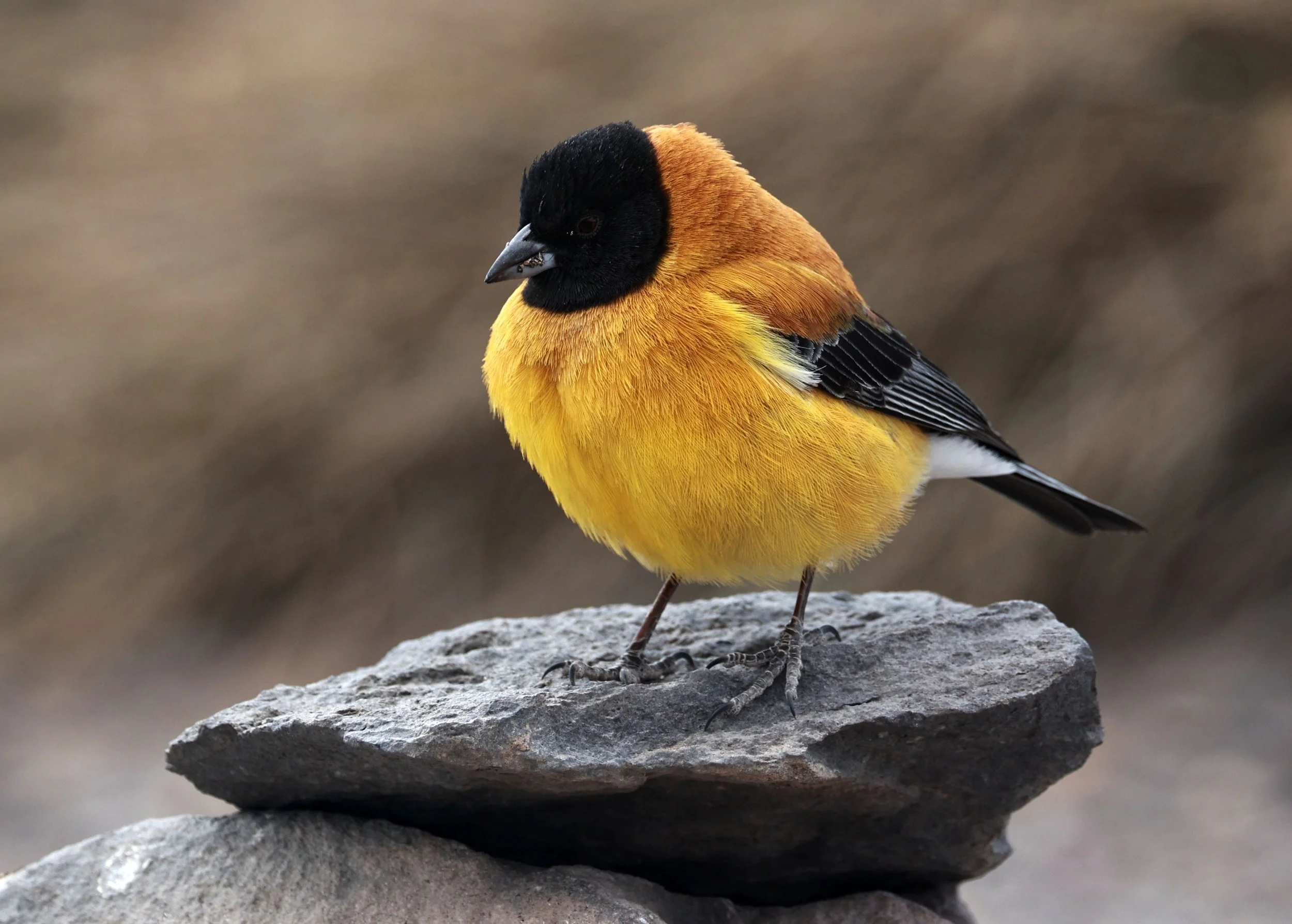 Finch - Black-hooded Sierra-Finch - Phrygilus atriceps - Lauca National Park, Chile (24).jpg