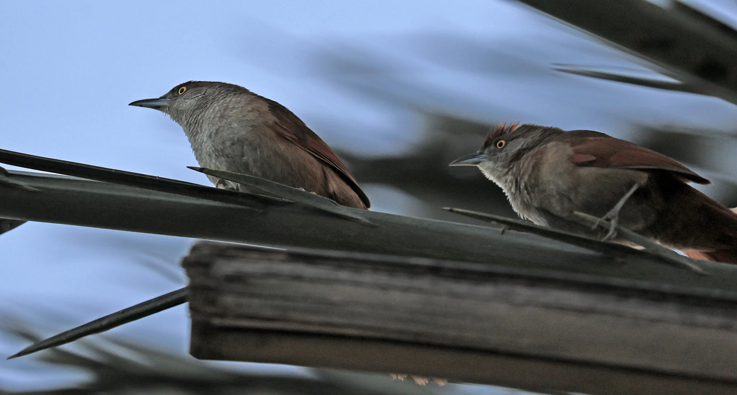 Greater Thornbird (Phacellodomus ruber) Hotel Iparoma Campestre Paraguay