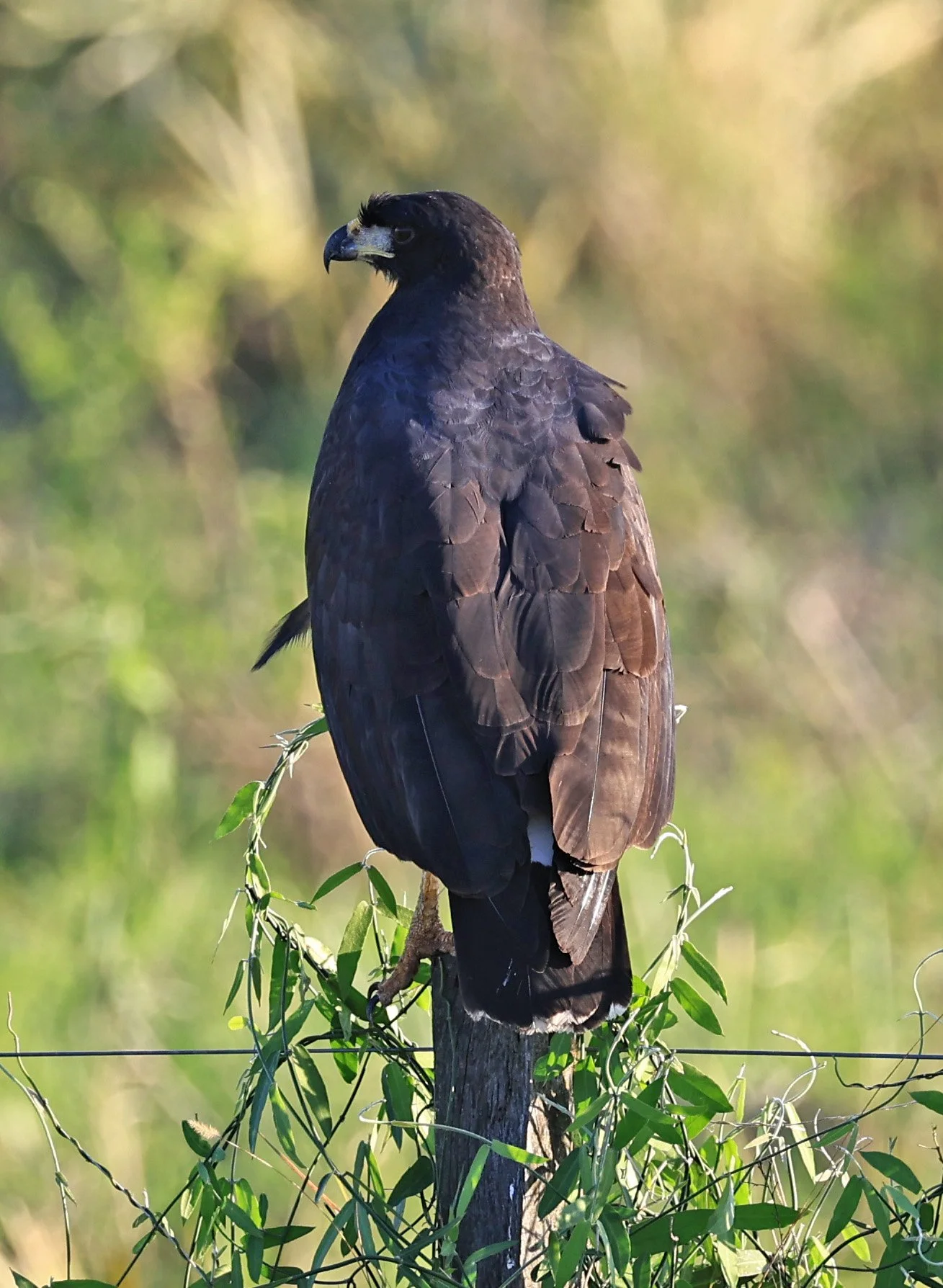 Great Black Hawk (Buteogallus urubitinga) Wetlands along Road between Pozo Colorado & Asuncion (12).jpg