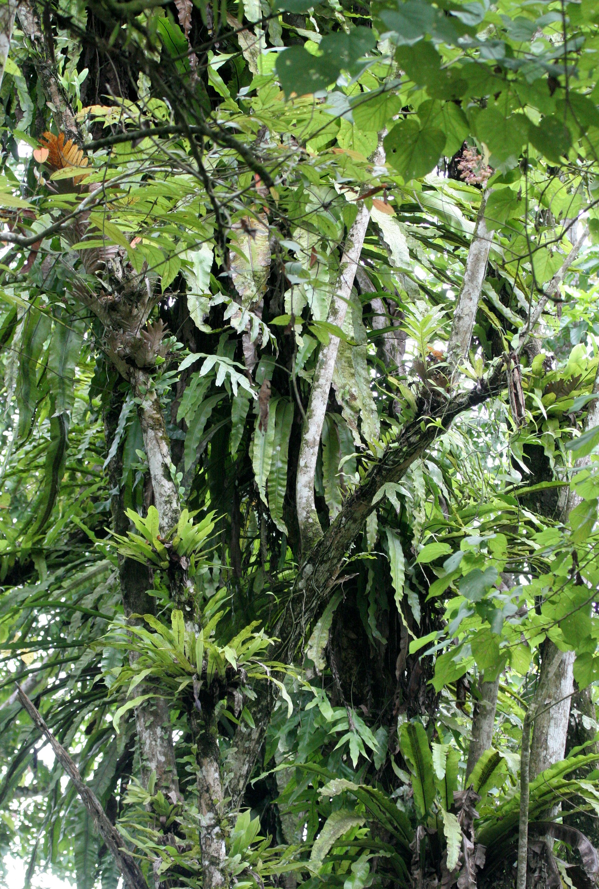 KINABATANGAN RIVER BORNEO - BIRD'S NEST FERN - ASPLENIUM NIDUS (2).JPG
