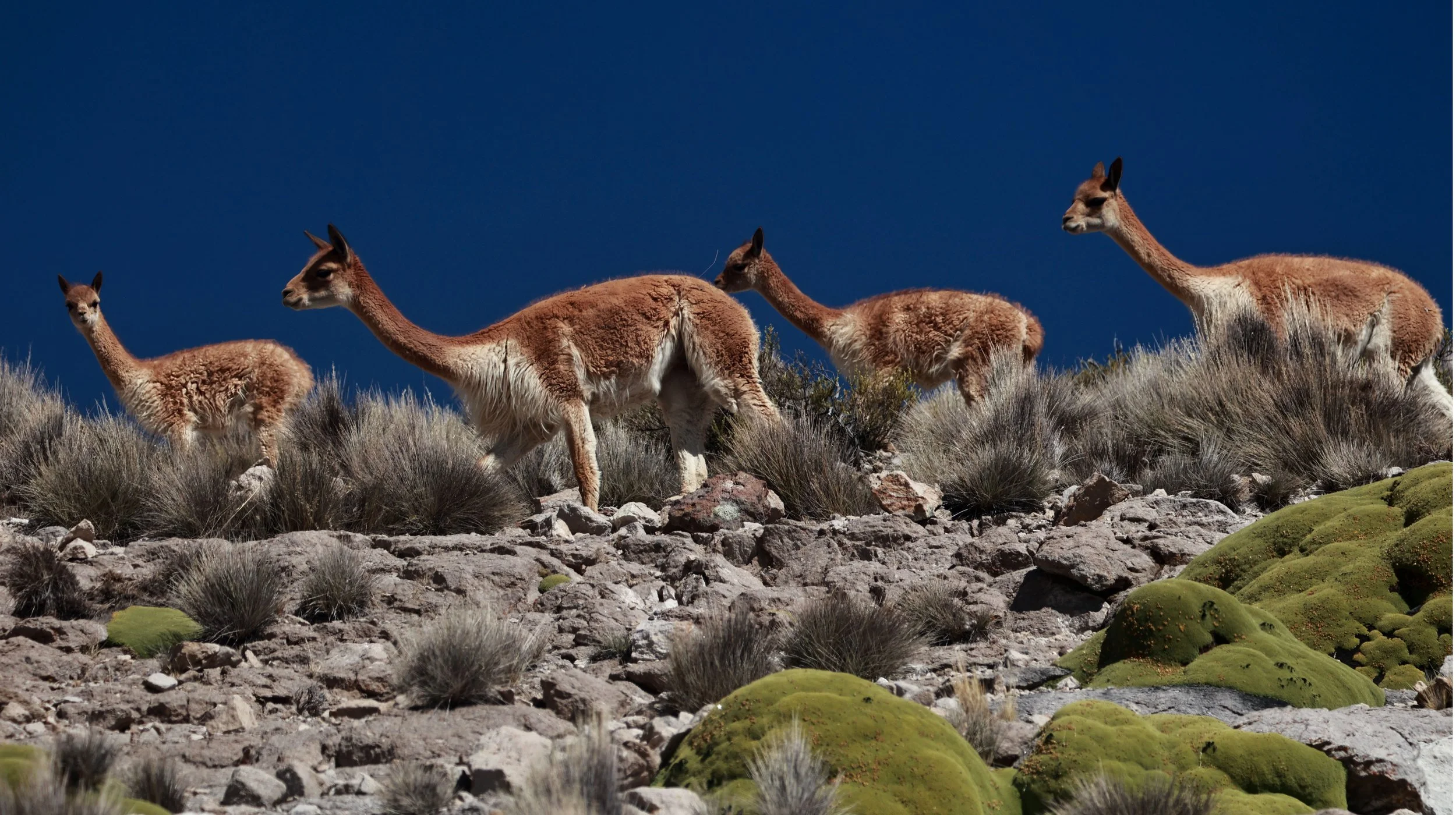 Lama vicugna - Vicuña - Lauca National Park, Chile day 2 (52).jpg