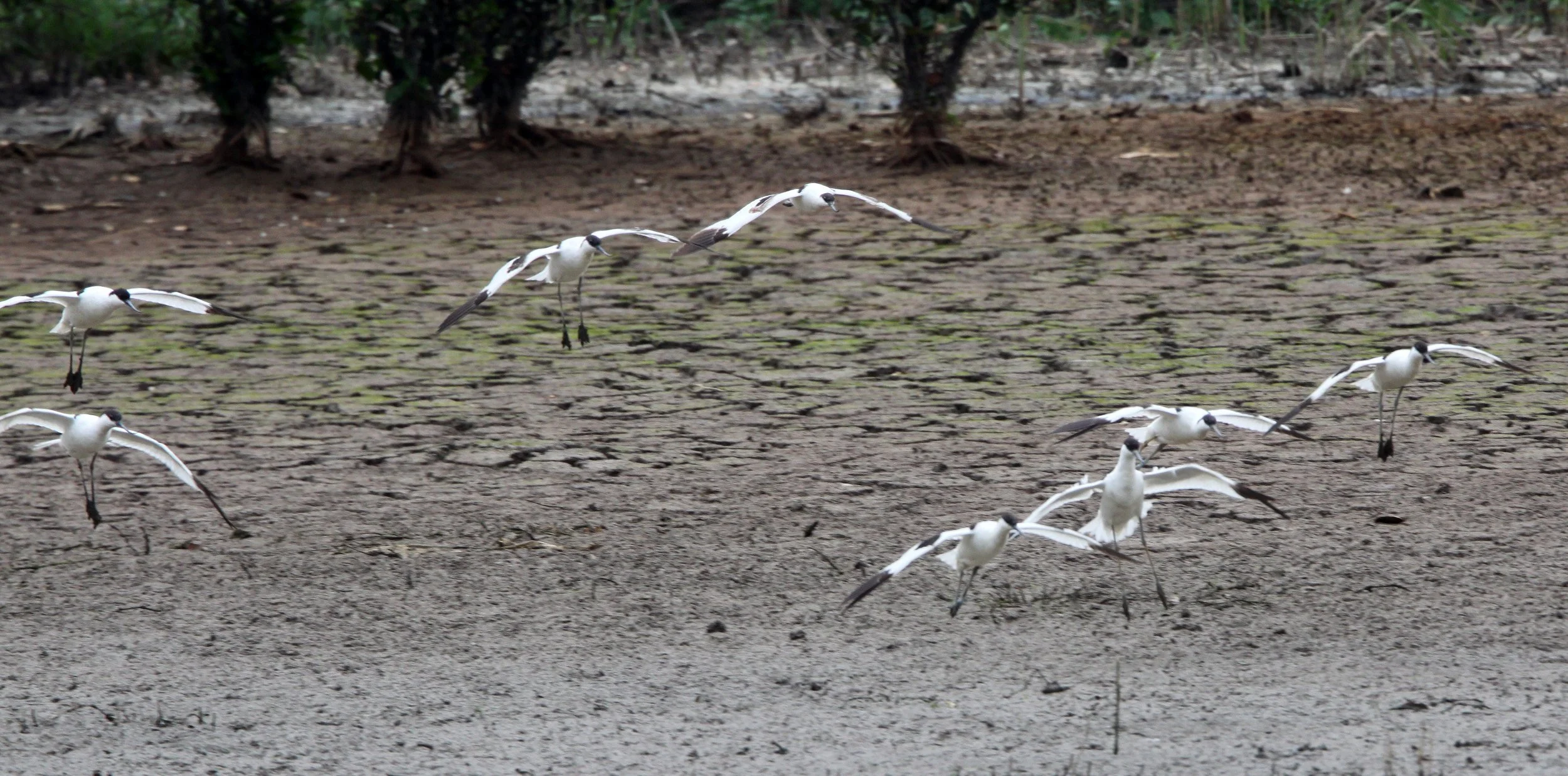 BIRD - AVOCET - PIED AVOCET - MAI PO WETLANDS HONG KONG (160).JPG