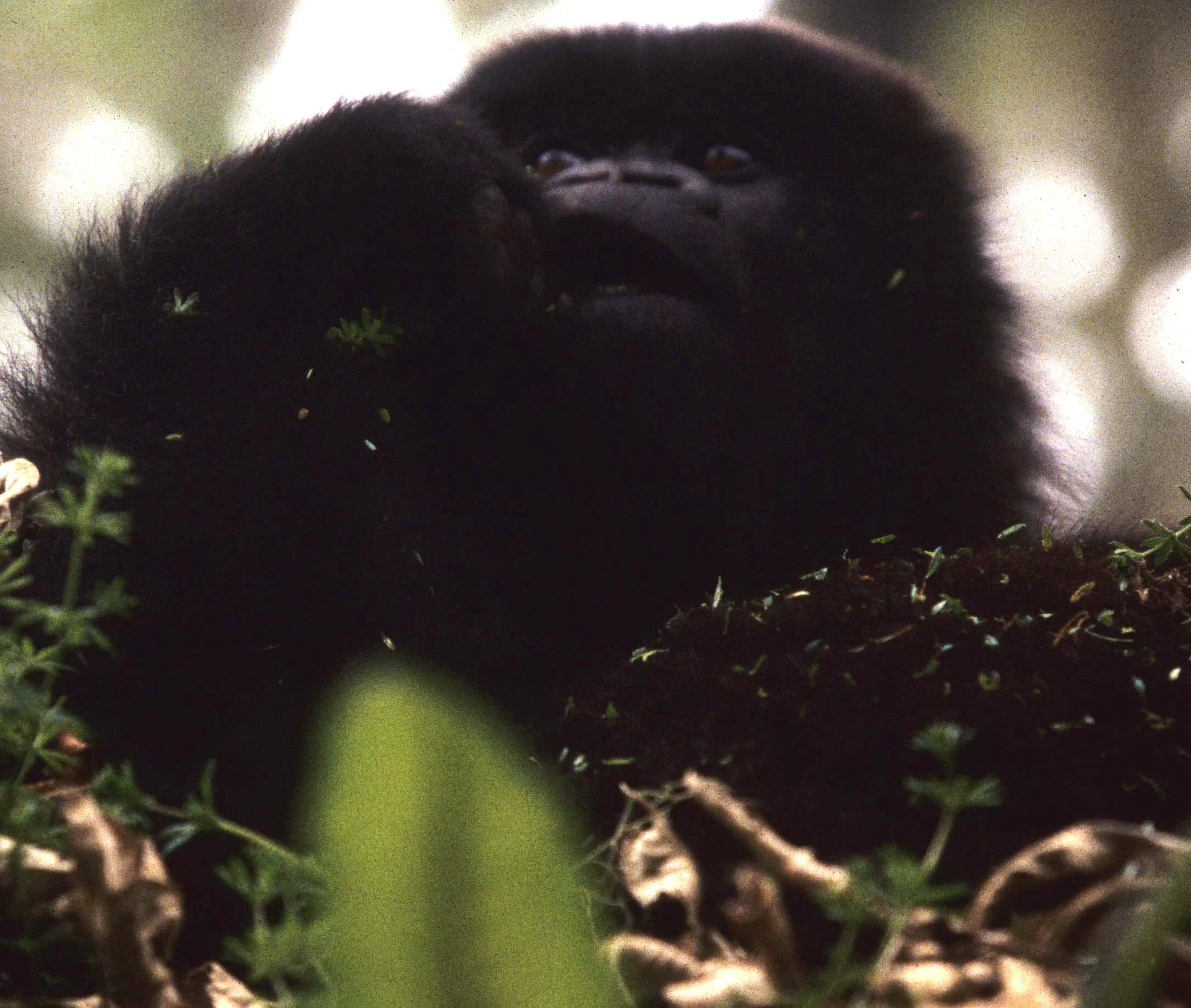 PRIMATE - GORILLA-RWANDA PARC DU VULCANS (63).jpg