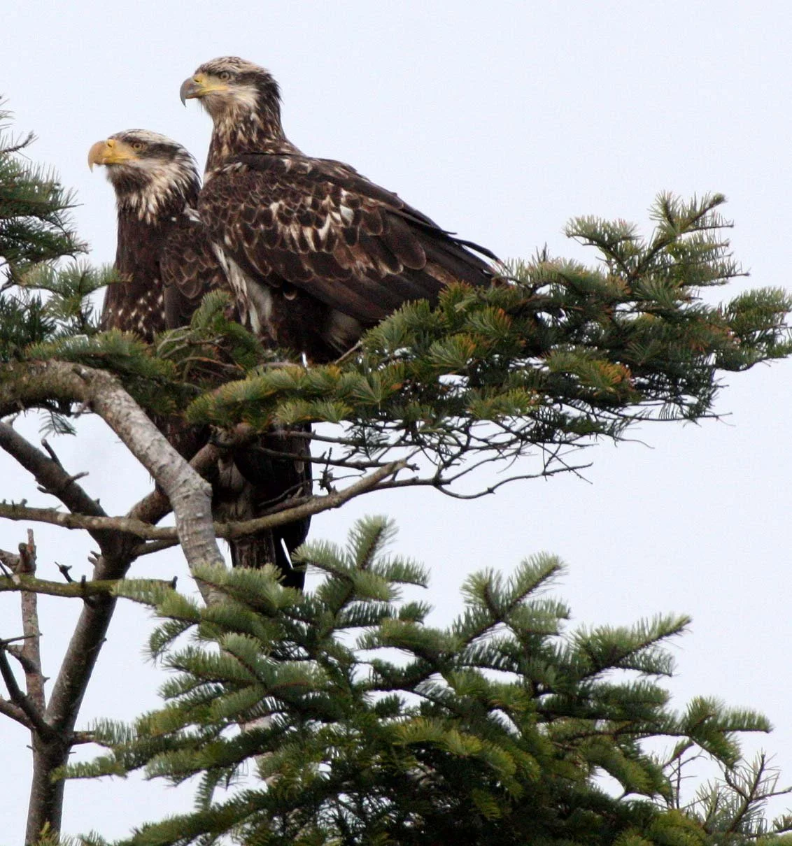 BIRD - EAGLE - BALD EAGLE - THIRD YEAR JUVENILE - SEQUIM MARINE DRIVE (4) - Copy.JPG