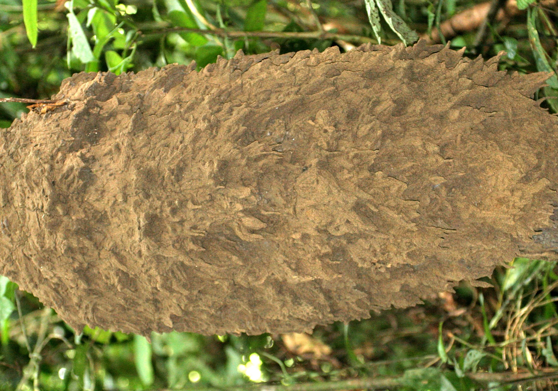 Termite Nest in tree - Danum Valley, Borneo