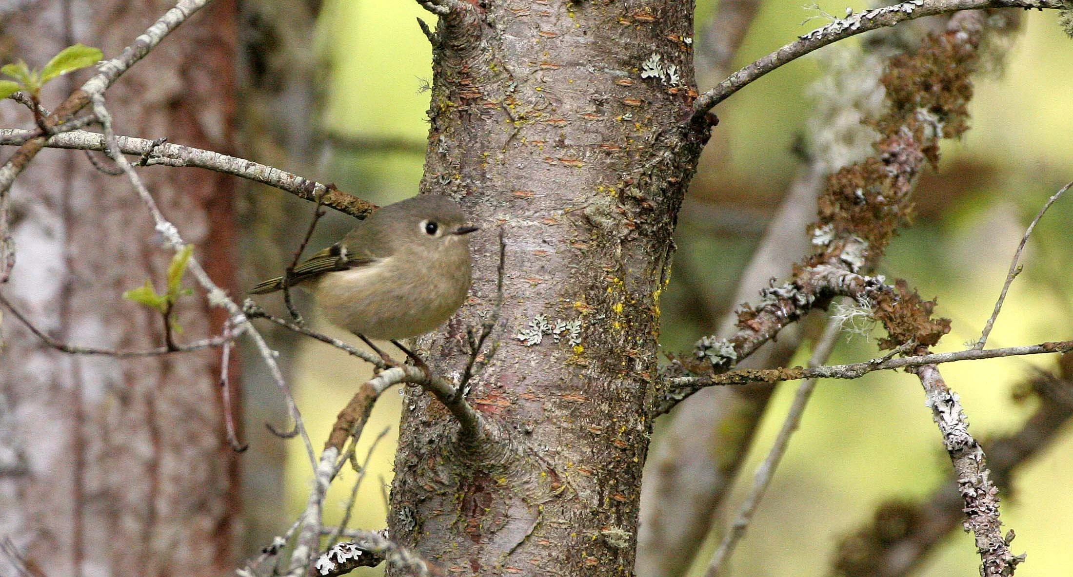Hutton's Vireo (Vireo huttoni) Lake Farm Olympic Peninsula Washington (12).JPG