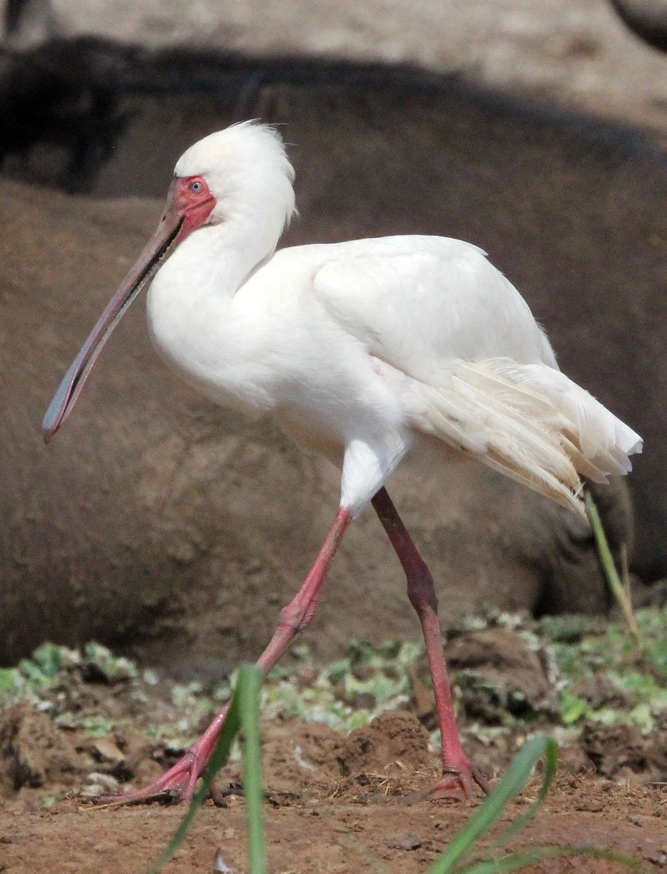 SPOONBILL - AFRICAN SPOONBILL - Platalea alba - QUEEN ELIZABETH NATIONAL PARK UGANDA (11).JPG