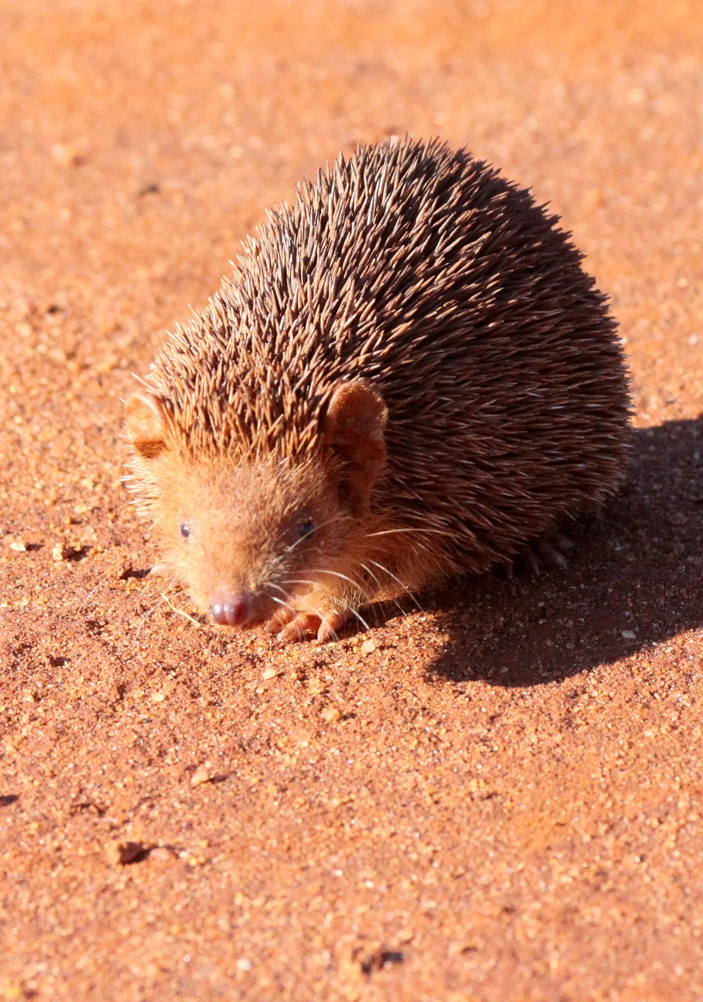 Echinops telfairi - LESSER HEDGEHOG TENREC - ORDER AFROSORICIDA - BERENTY RESERVE MADAGASCAR (20).JPG
