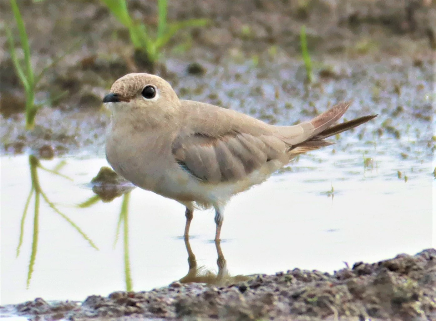 PRATINCOLE - SMALL PRATINCOLE - Glareola lactea - BANG KHAEM NAKHON PATHOM (38).jpg
