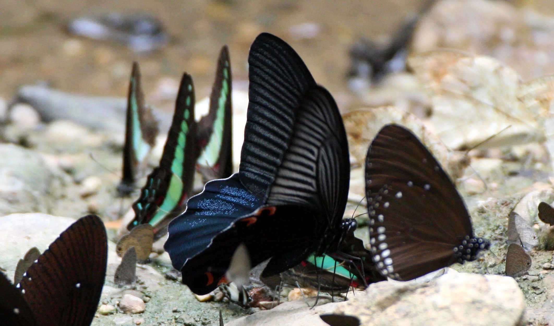 Papilionidae - Papilio memnon - Kaeng Krachan