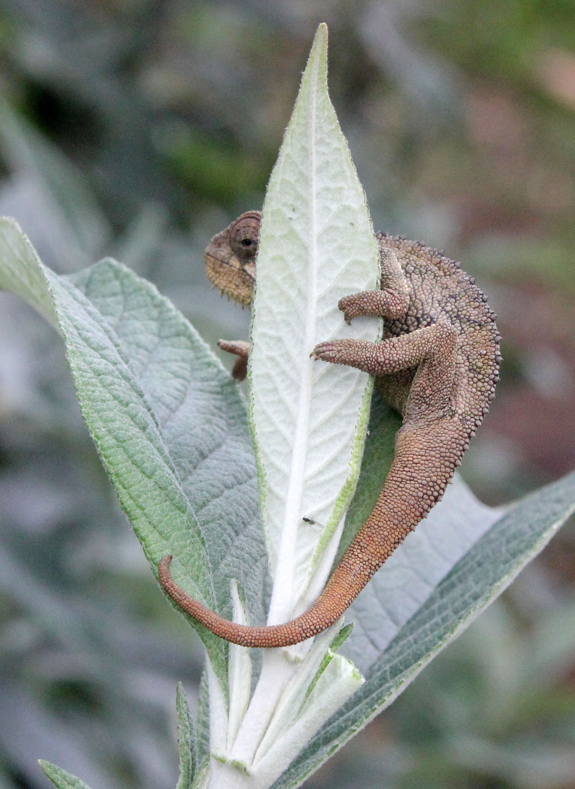 Trioceros rudis - RUDIS CHAMELEON - PARC DU VULCANS RWANDA 2012 (10).JPG