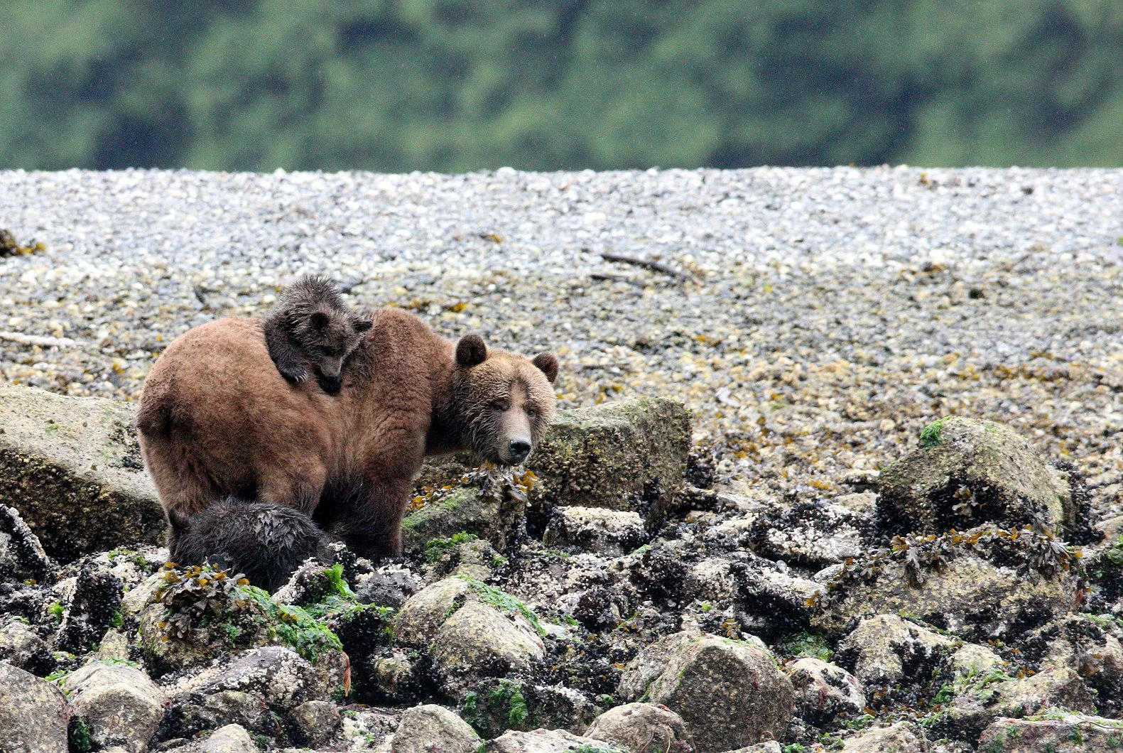 Ursus arctos stikeenensis - STICKEEN'S GRIZZLY BEAR - MOM AND HER FIRST YEAR CUBS - KNIGHT'S INLET BRITISH COLUMBIA (318).JPG