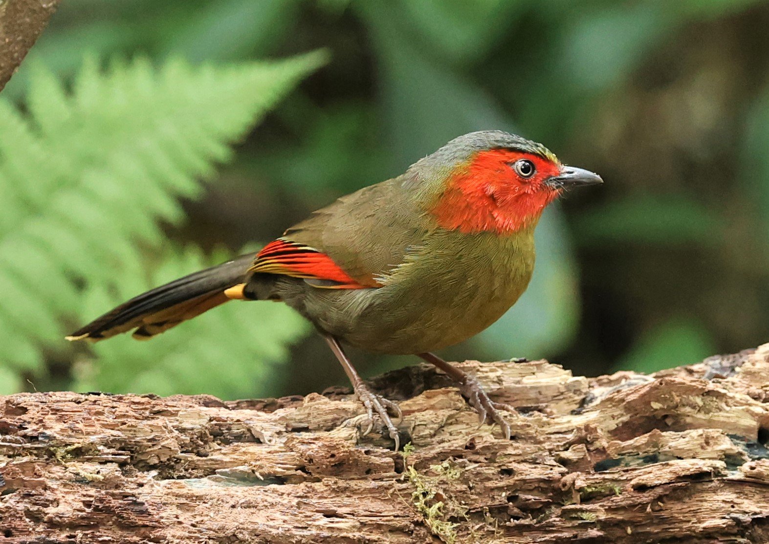 LIOCICHLA - SCARLET-FACED LIOCICHLA - Liocichla ripponi - DOI PHA HOM POK NP DOI LANG EAST FEB 2022 (20).jpg